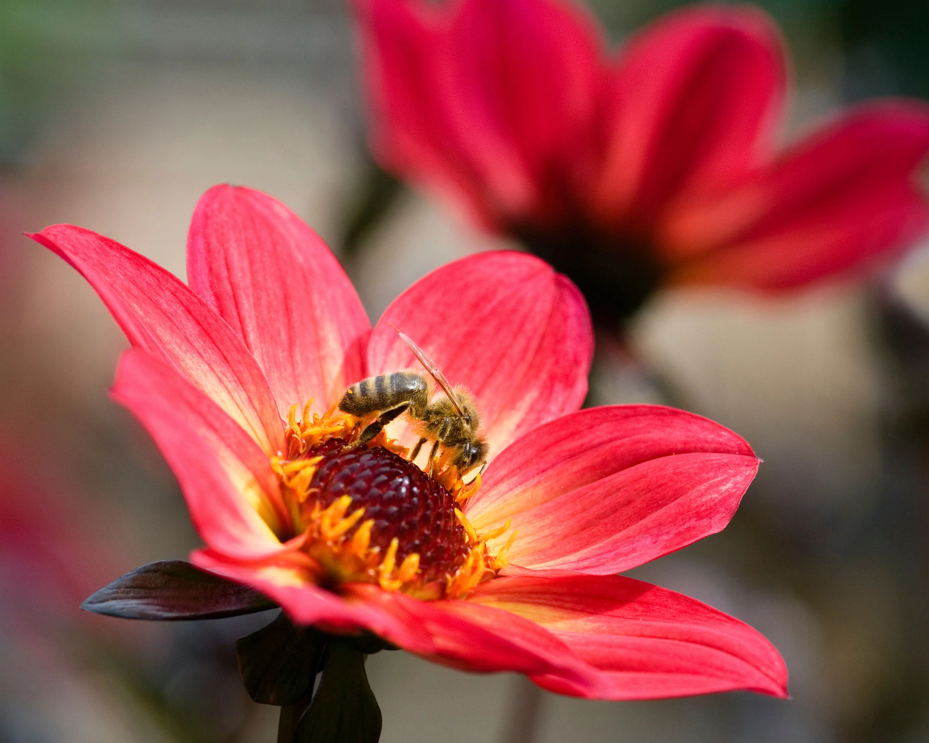 Dahlia 'HS Flame' - Image 7
