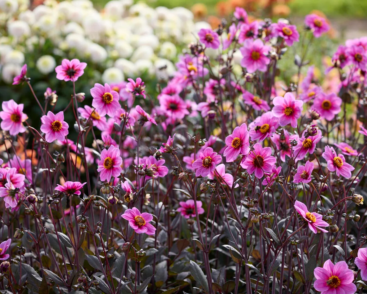 Dahlia 'HS Juliet' - Image 3