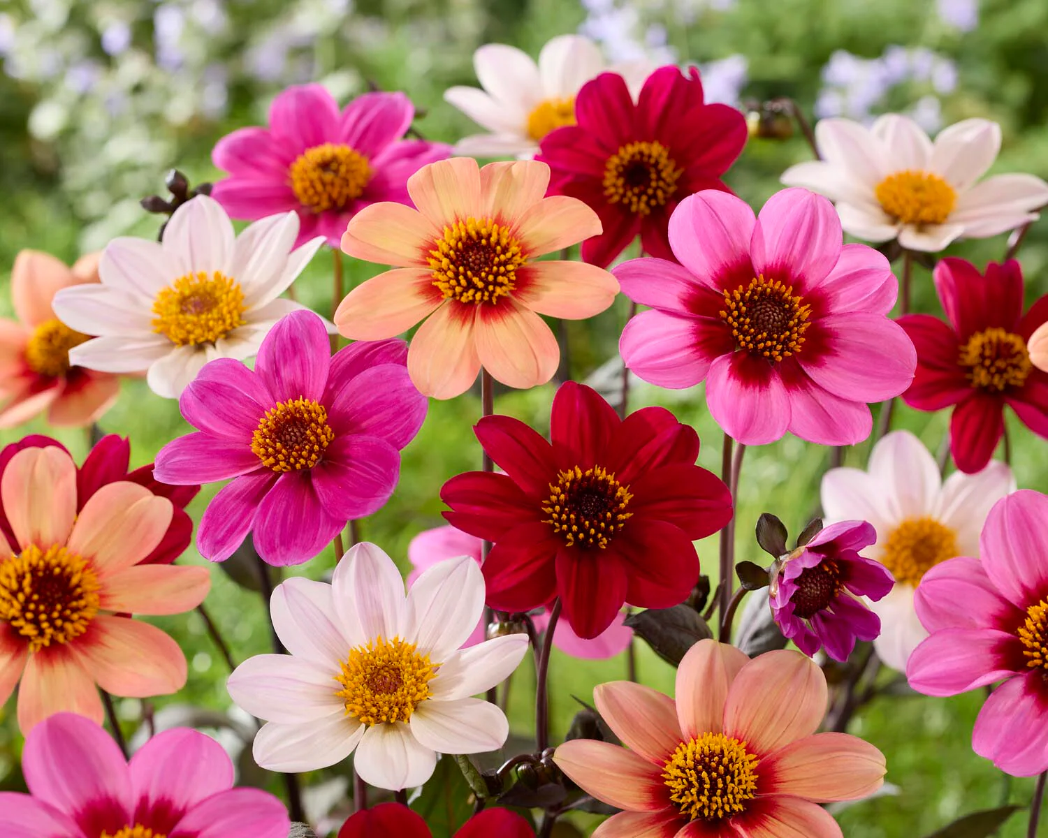 Dahlia 'HS Juliet' - Image 7