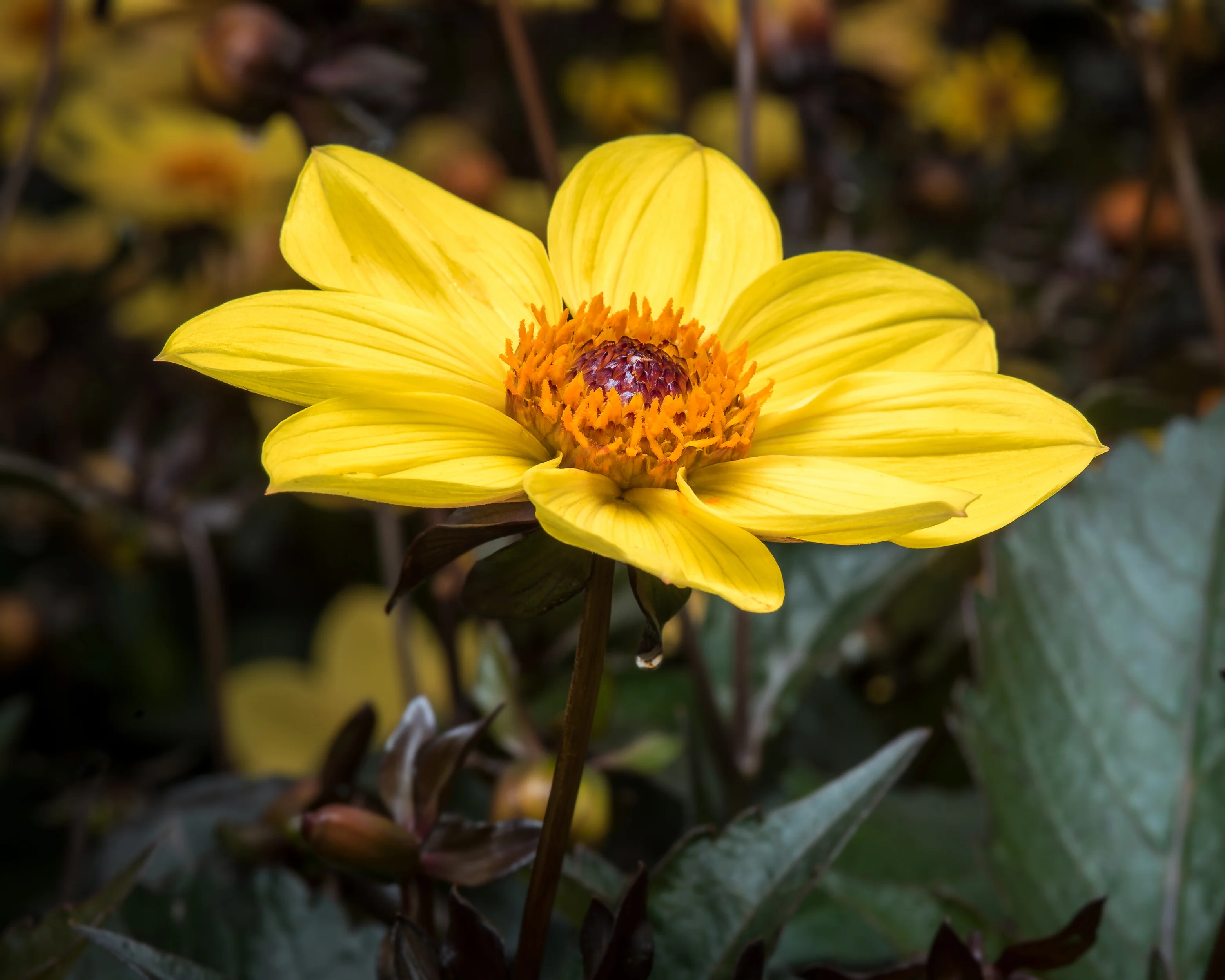 Dahlia 'HS Party' - Image 5
