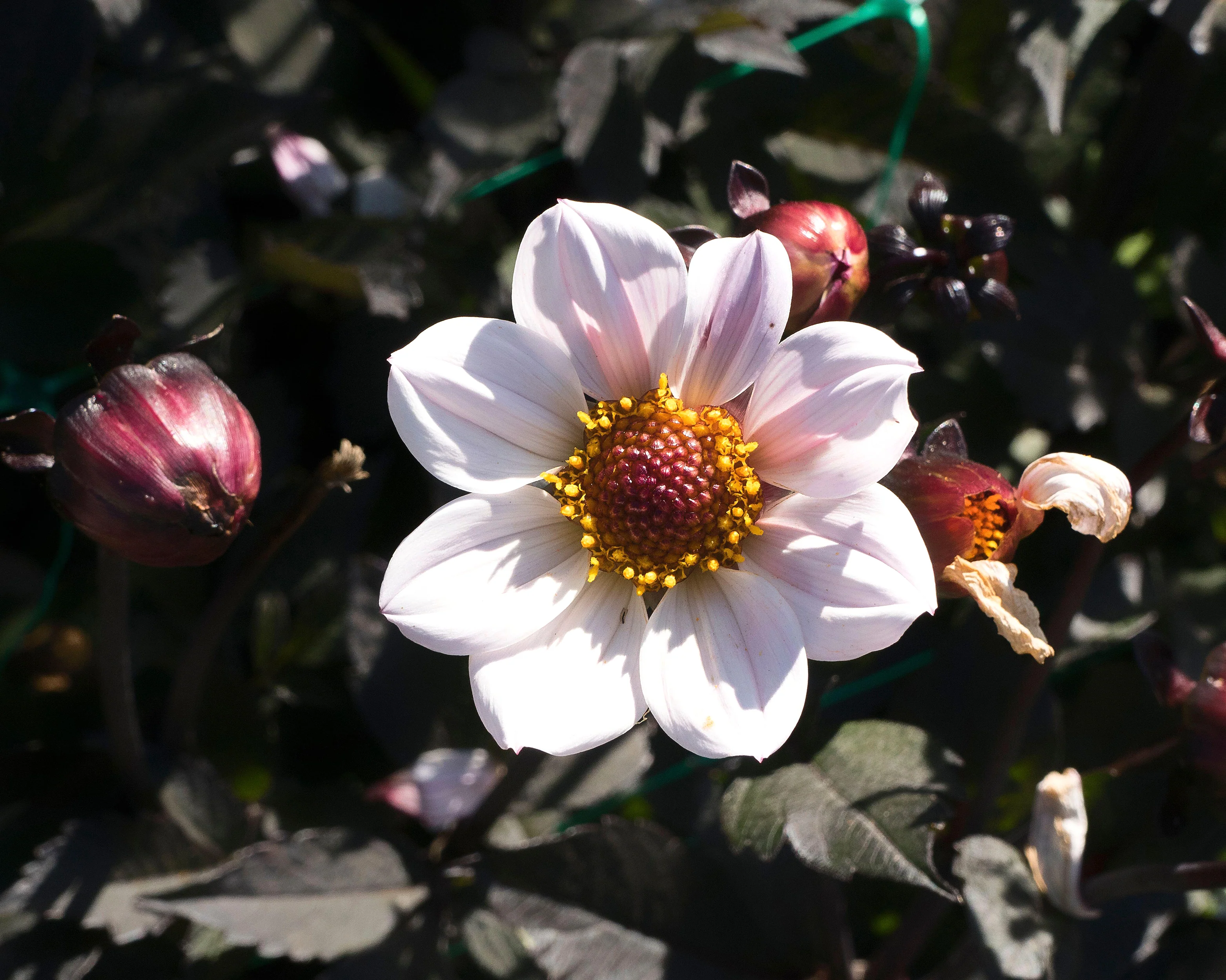 Dahlia 'HS Princess' - Image 10