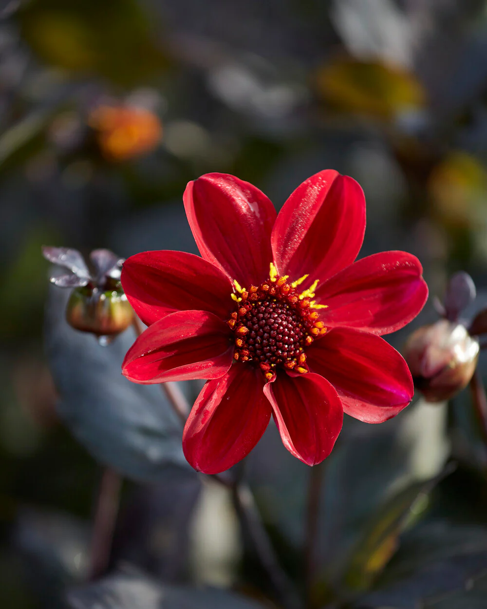 Dahlia 'HS Romeo' - Image 3