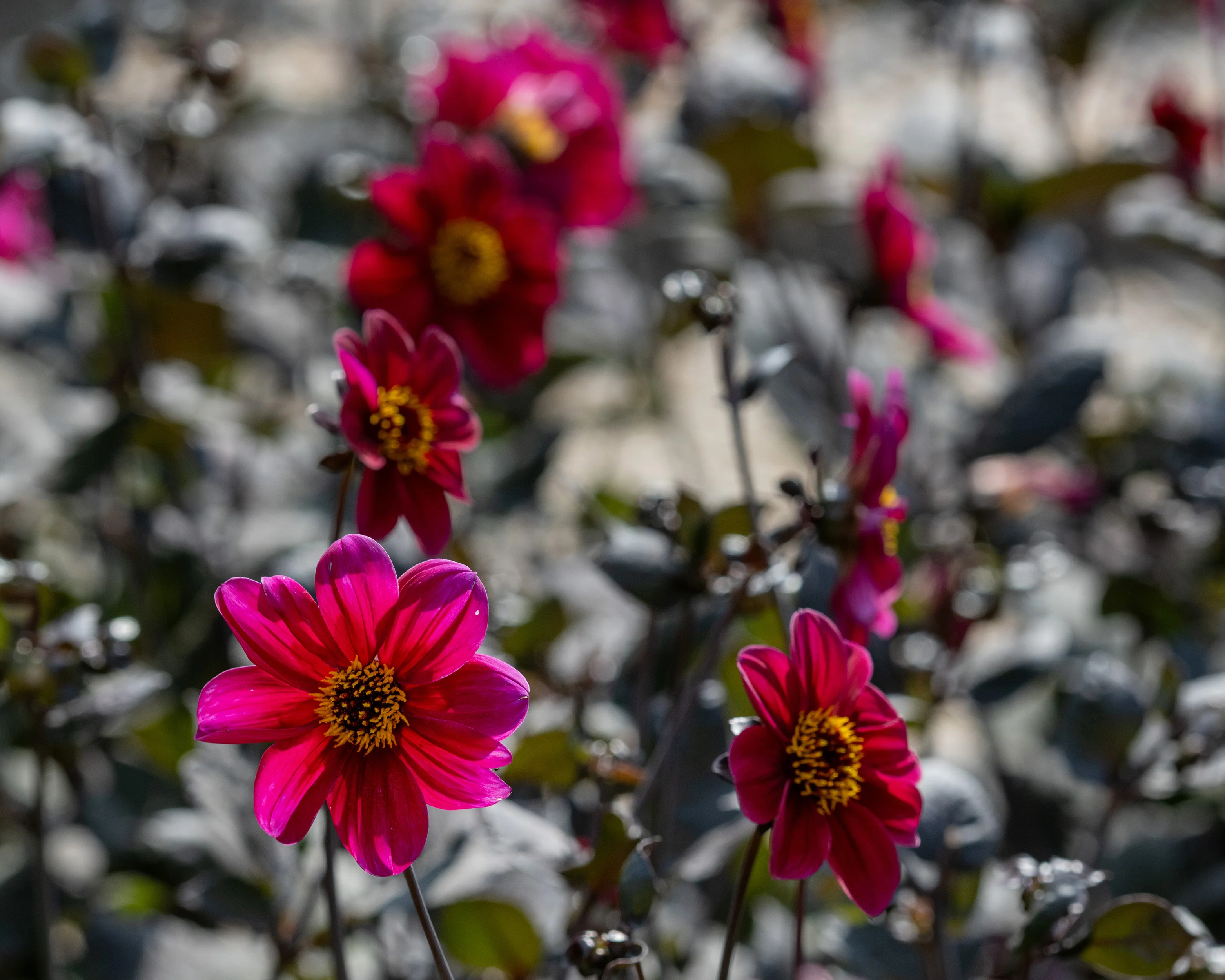 Dahlia 'HS Romeo' - Image 4