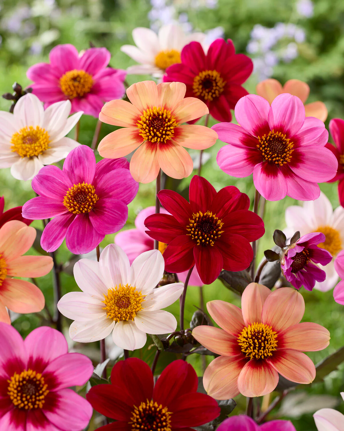 Dahlia 'HS Romeo' - Image 6