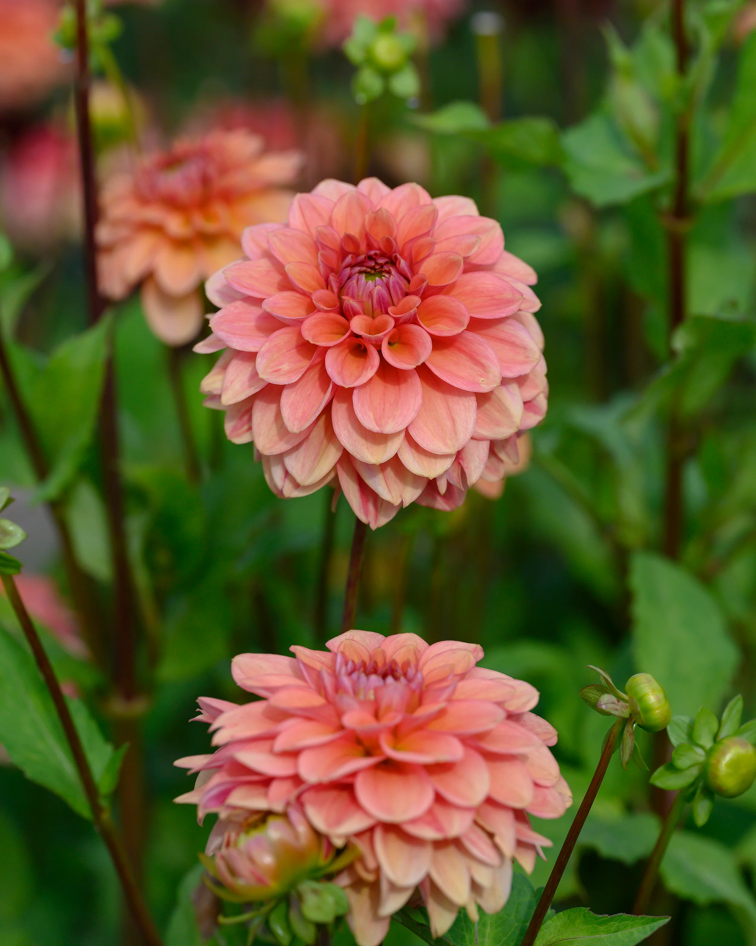 Dahlia 'Iced Tea' - Image 3