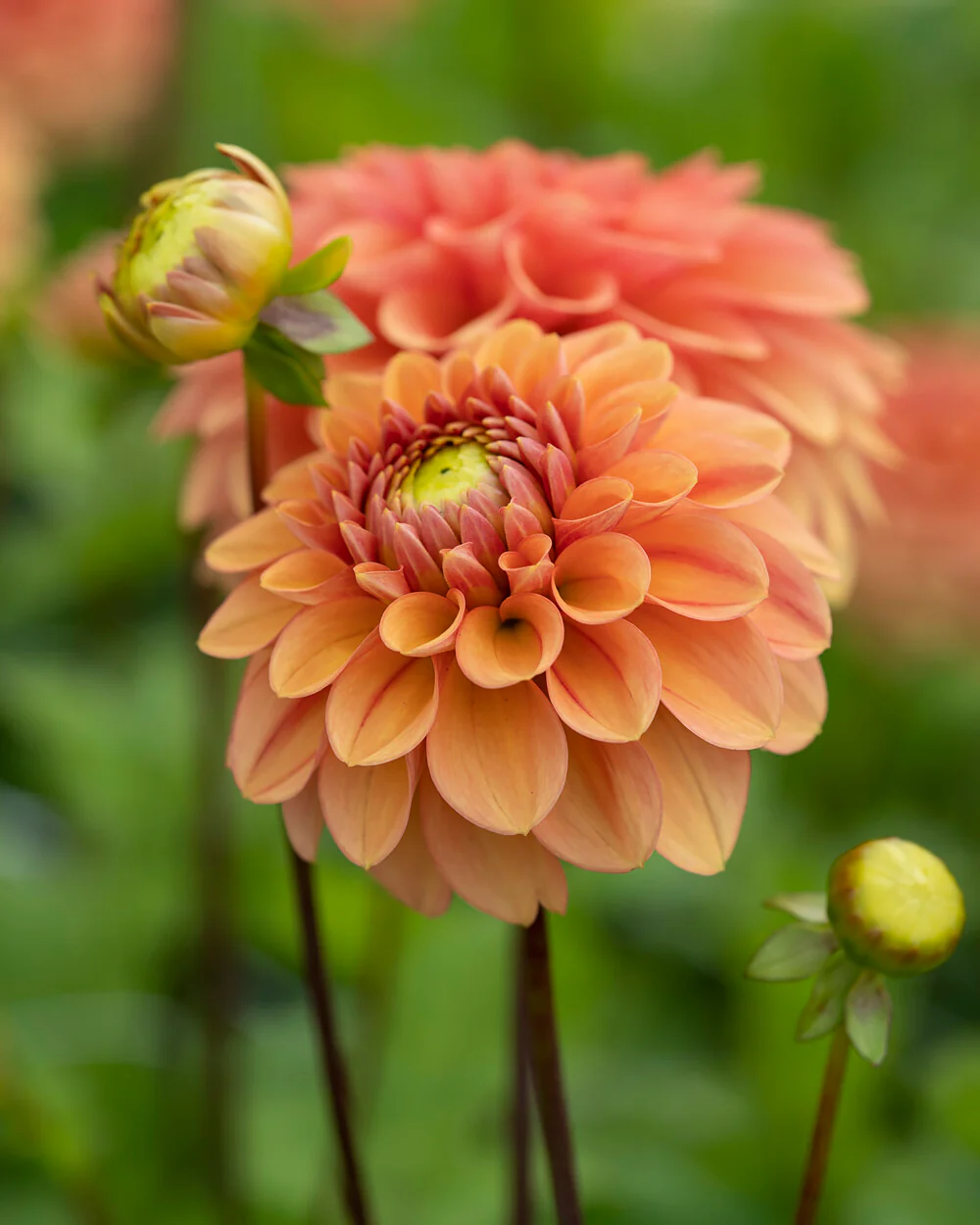 Dahlia 'Iced Tea' - Image 5