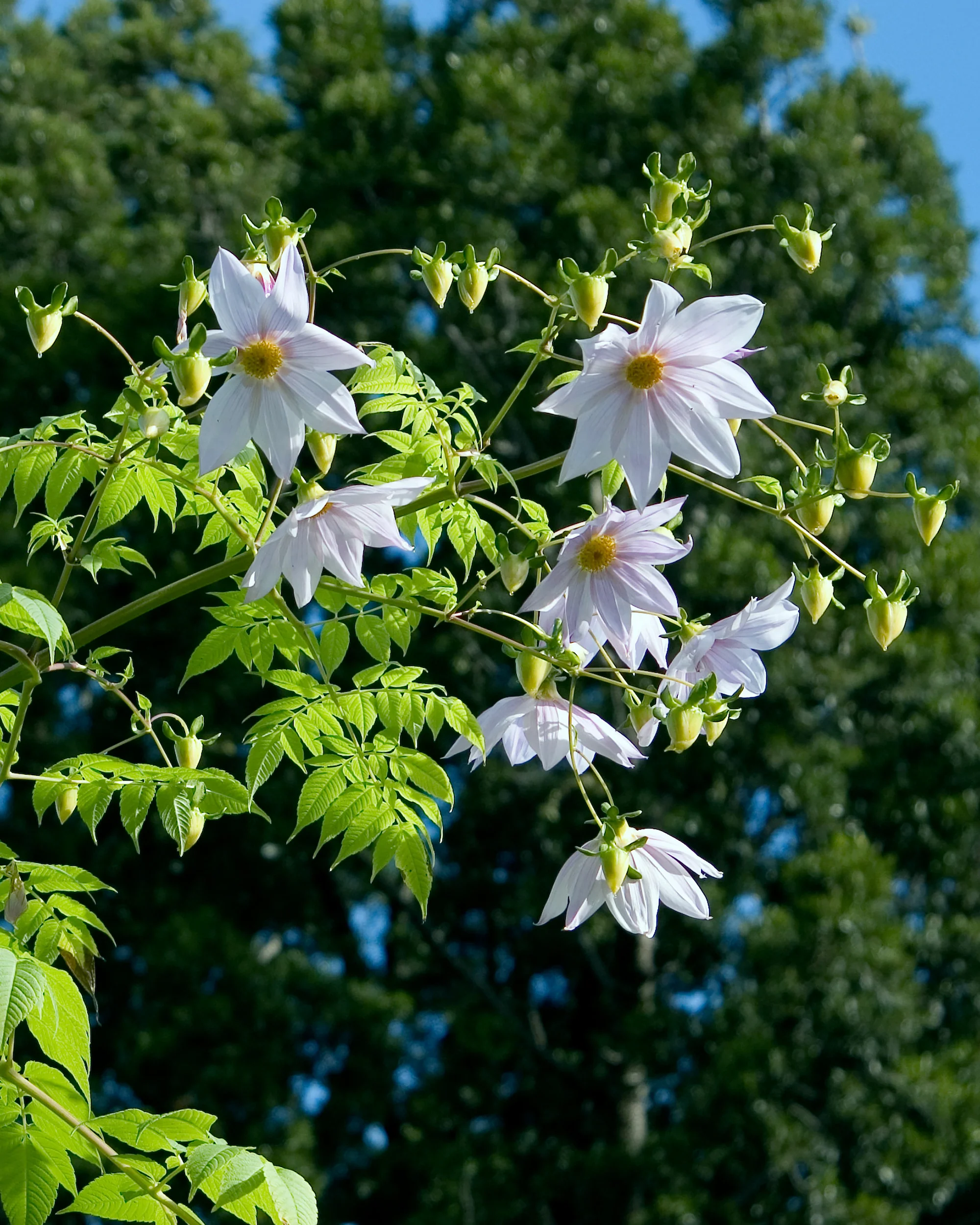 Dahlia imperialis 'Alba' - Image 3