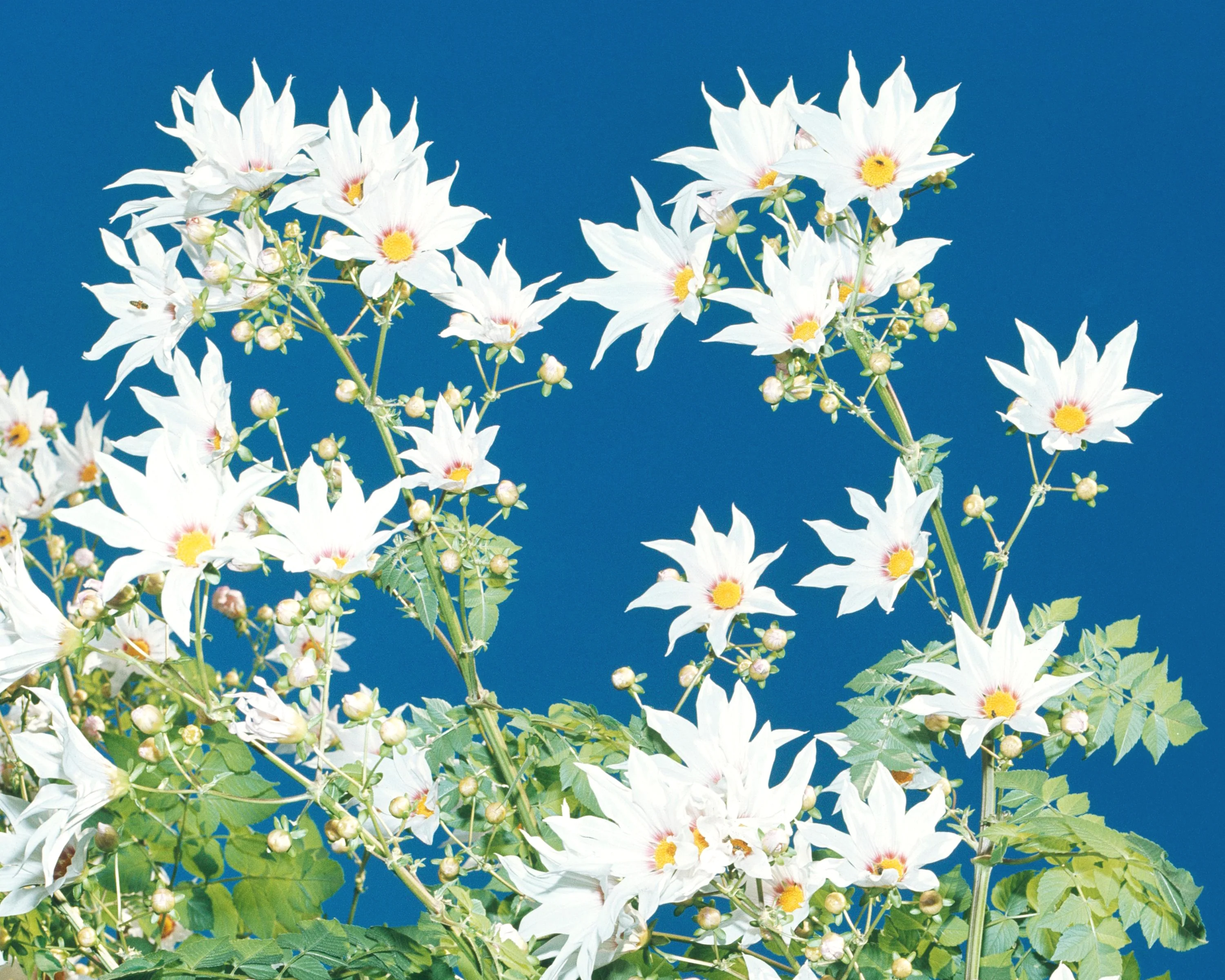 Dahlia imperialis 'Alba' - Image 4