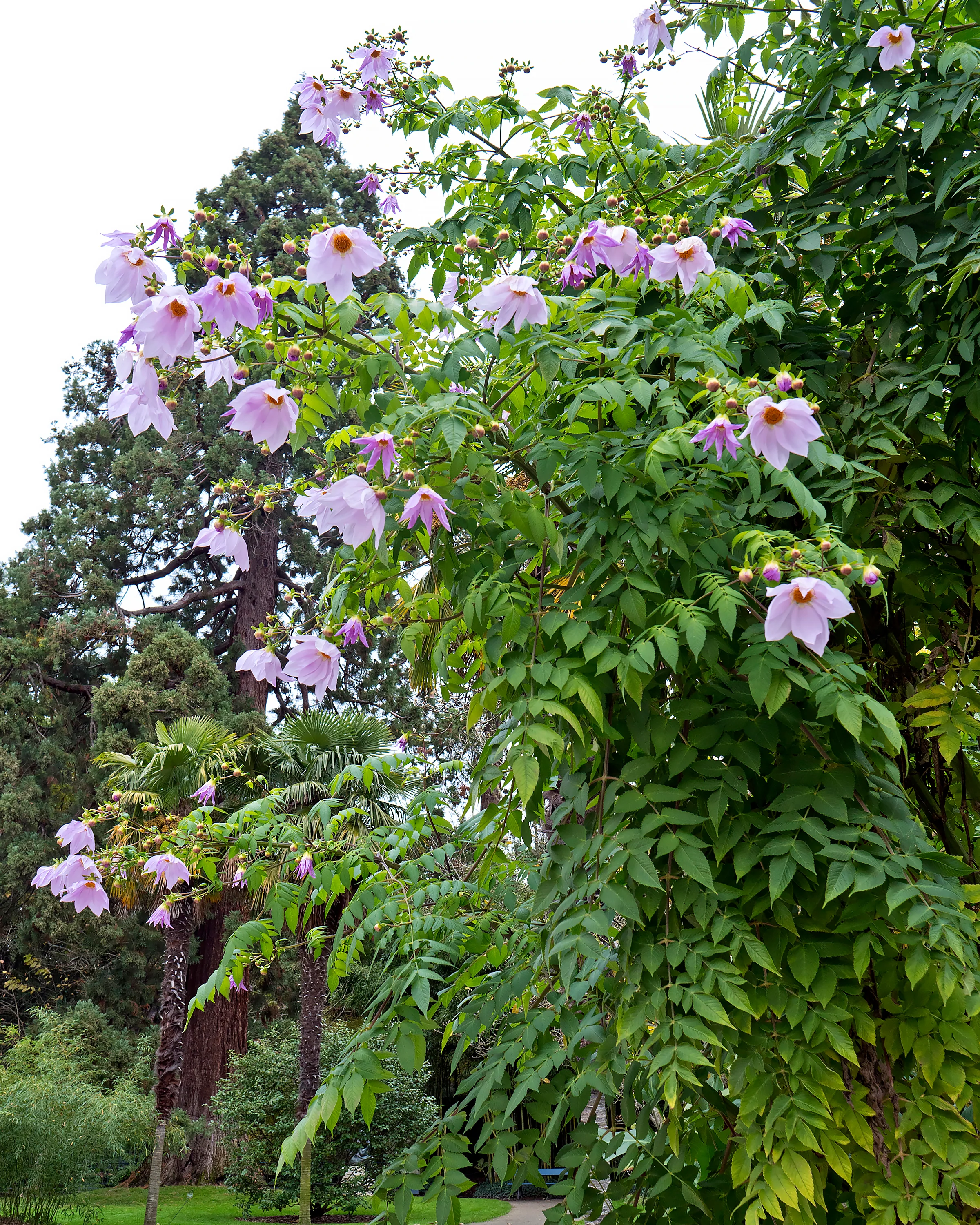 Dahlia imperialis - Image 3
