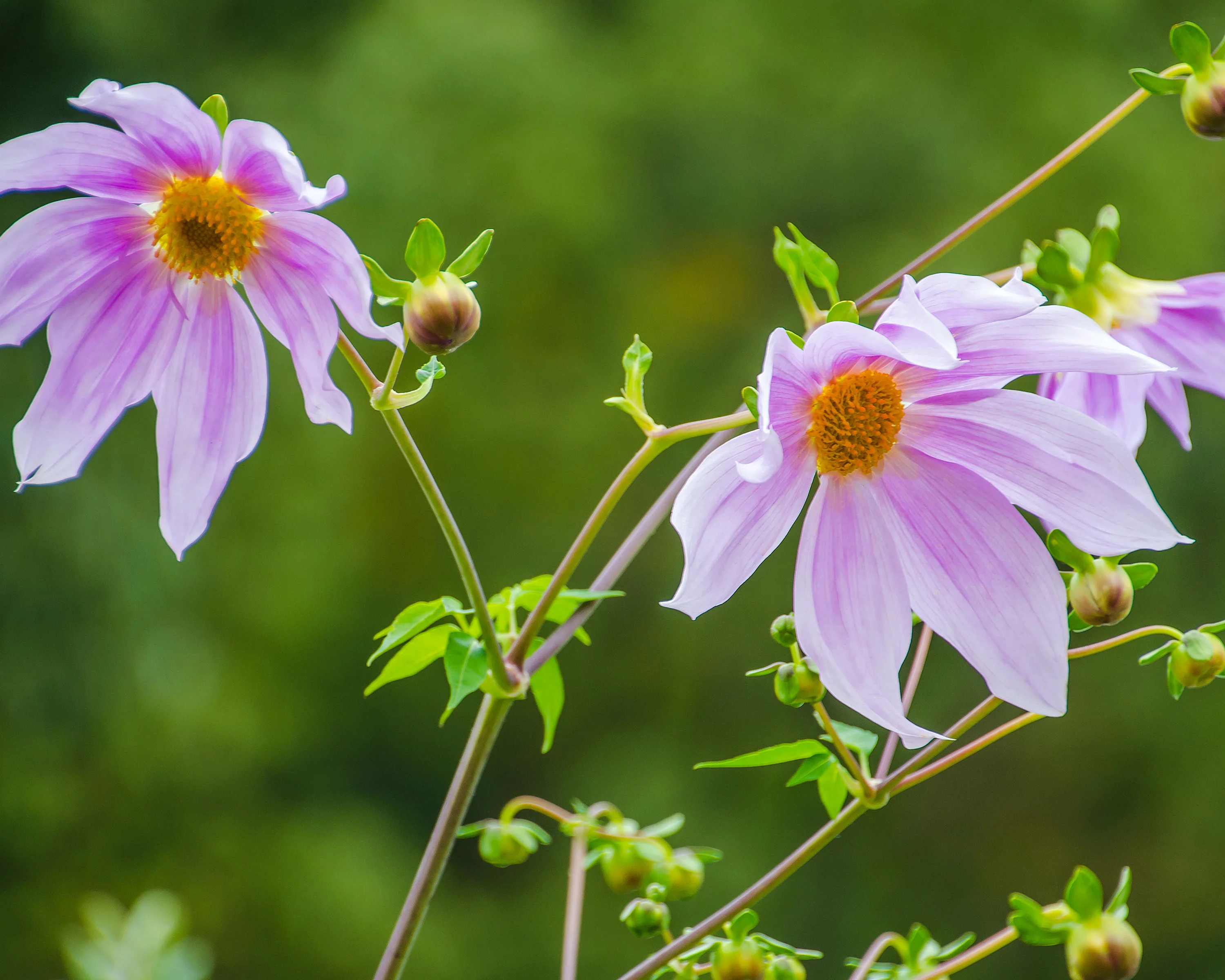 Dahlia imperialis - Image 4