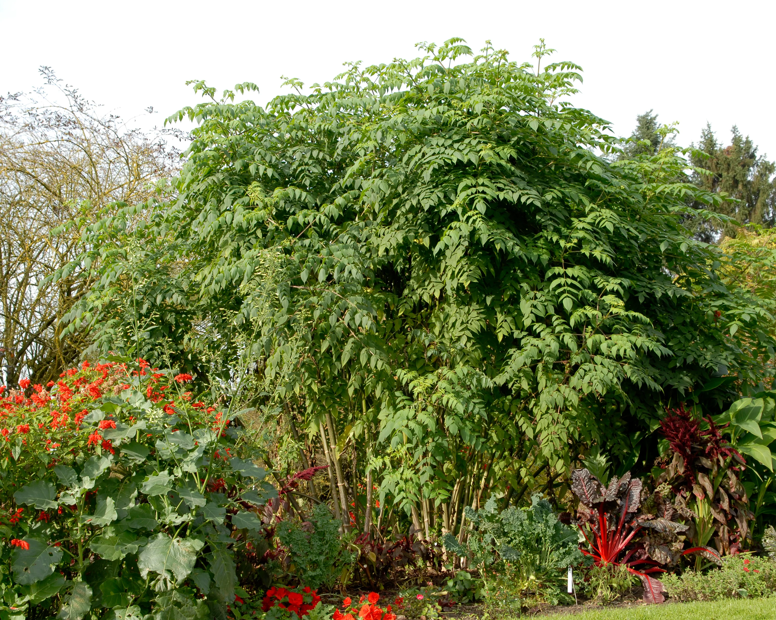 Dahlia imperialis - Image 7
