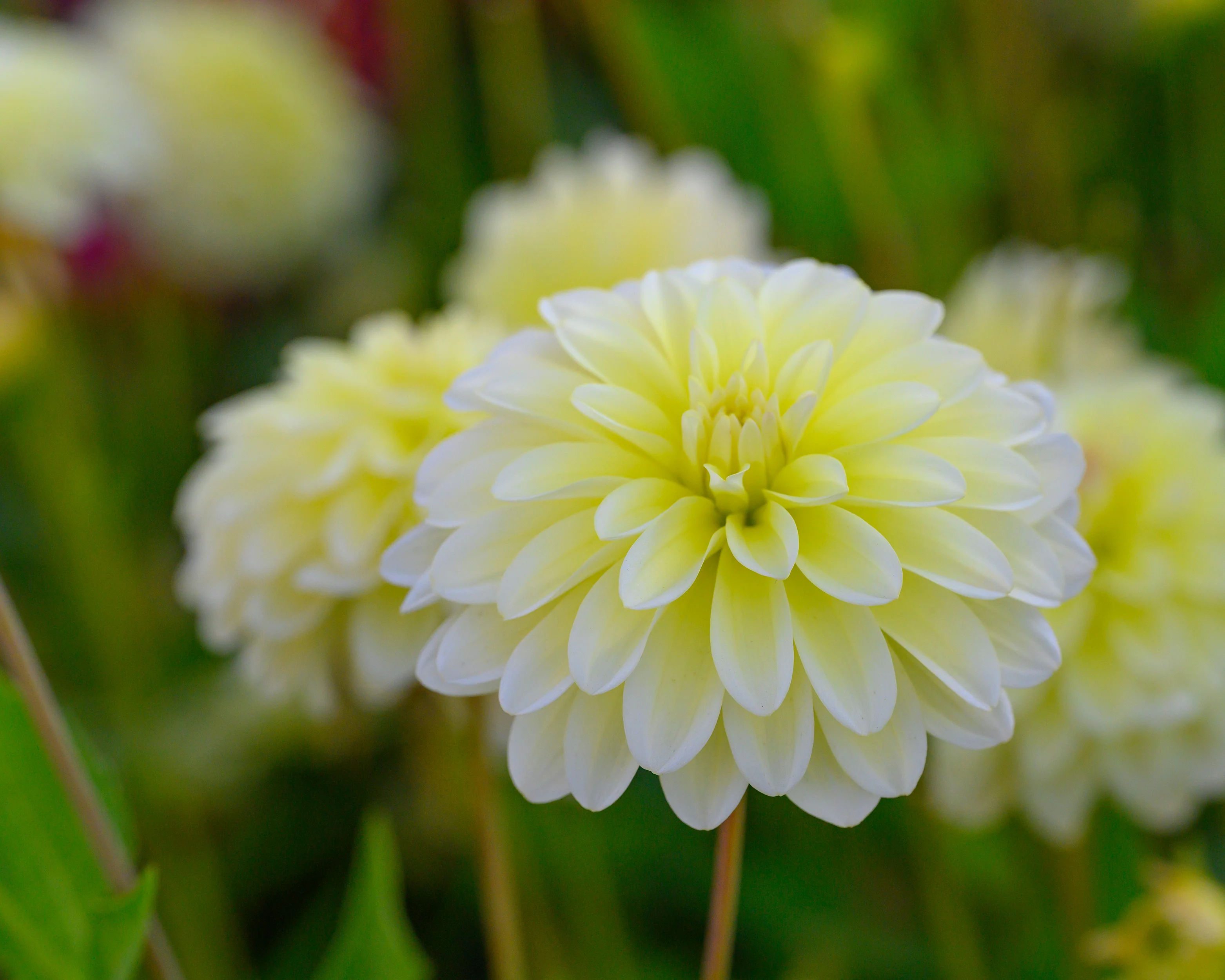 Dahlia 'Innocent Silence' - Image 3