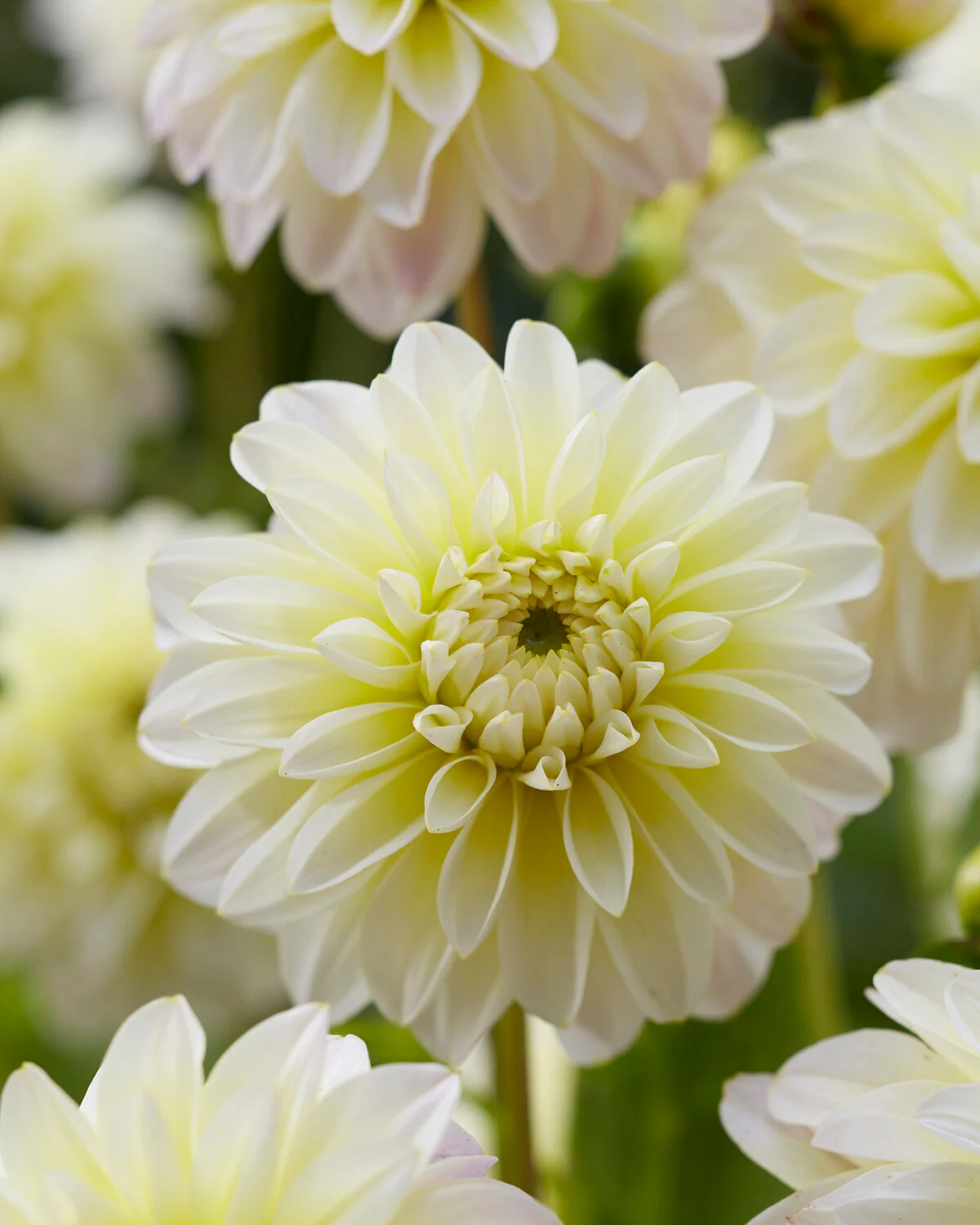 Dahlia 'Innocent Silence' - Image 5