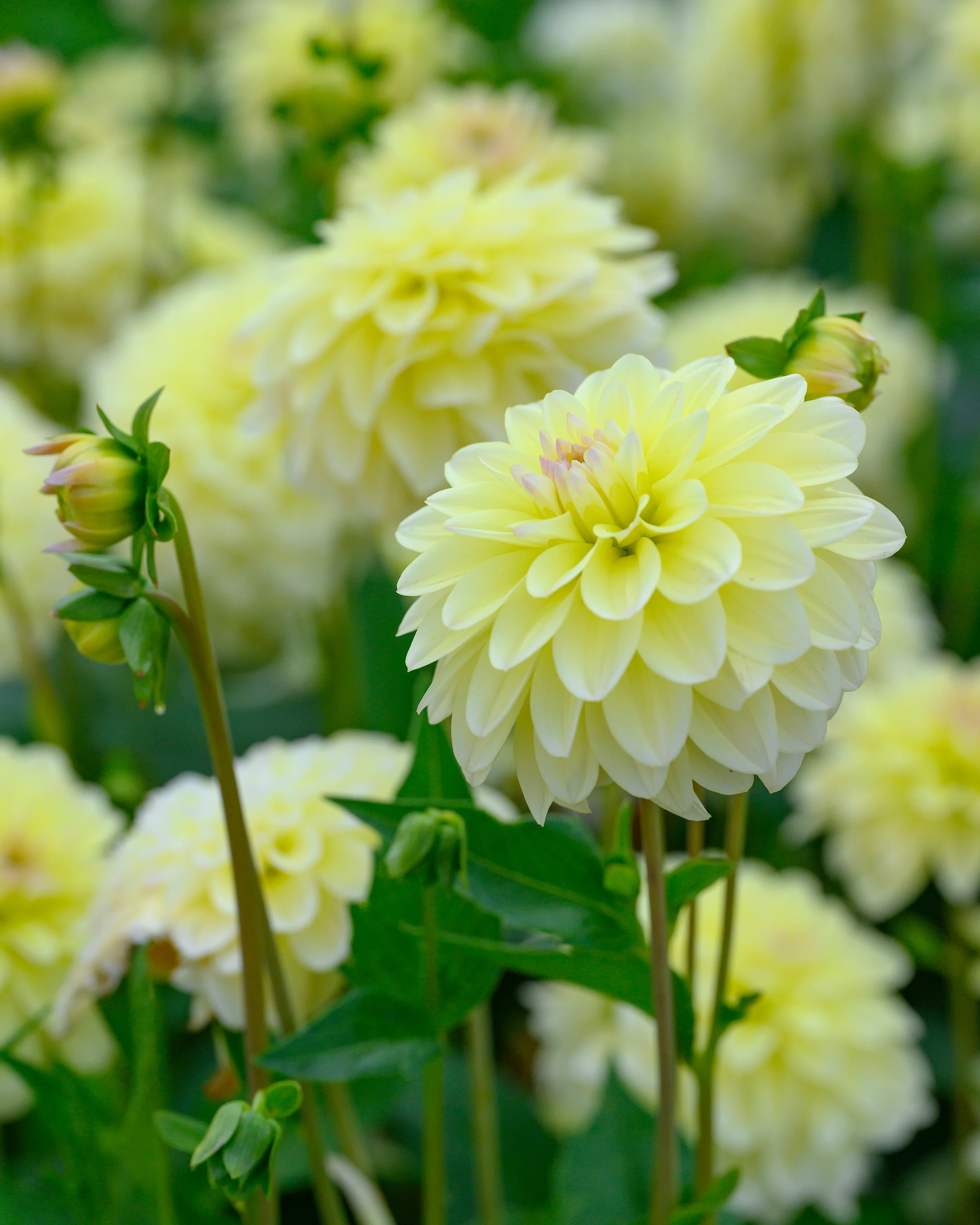 Dahlia 'Innocent Silence' - Image 6