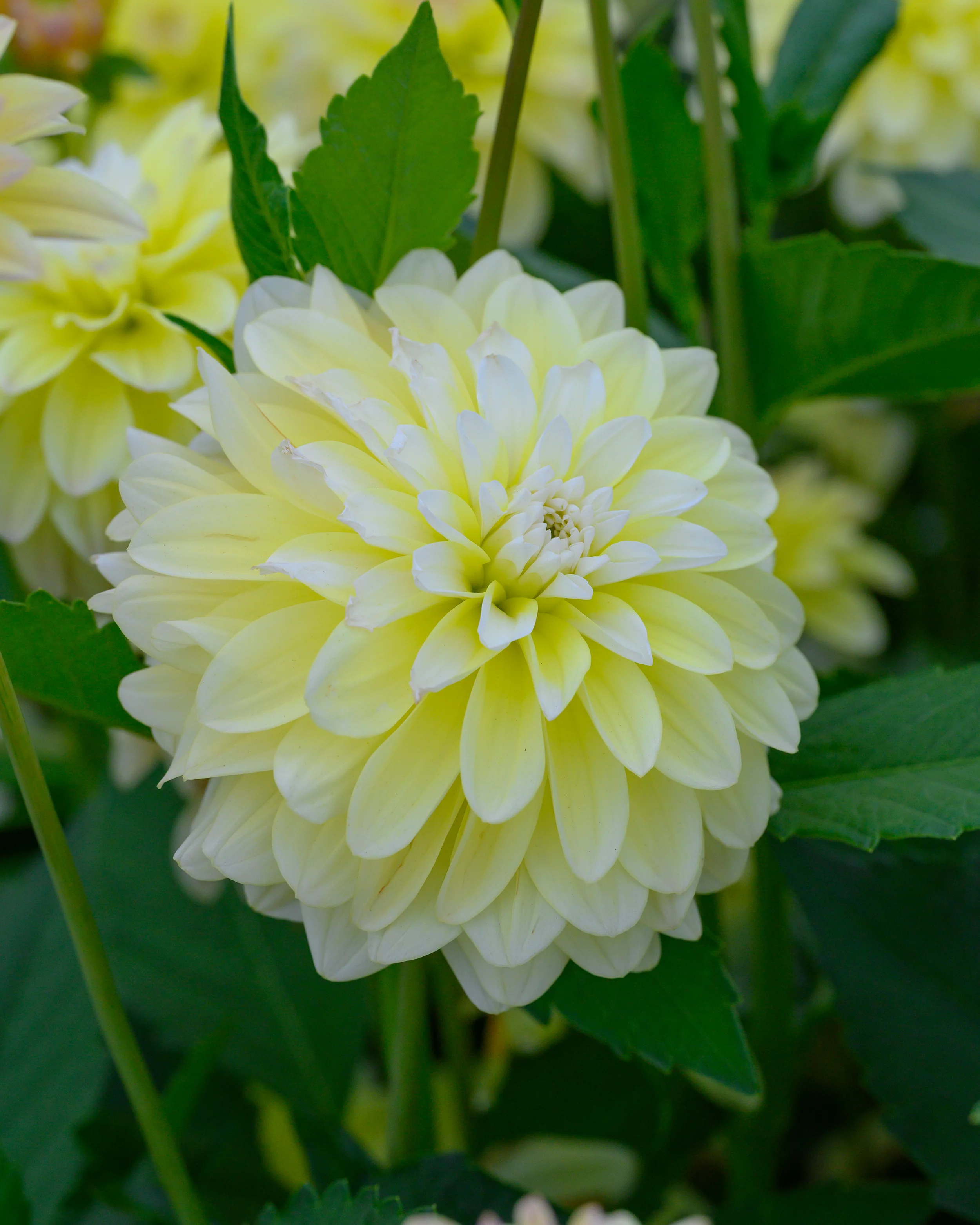 Dahlia 'Innocent Silence' - Image 7