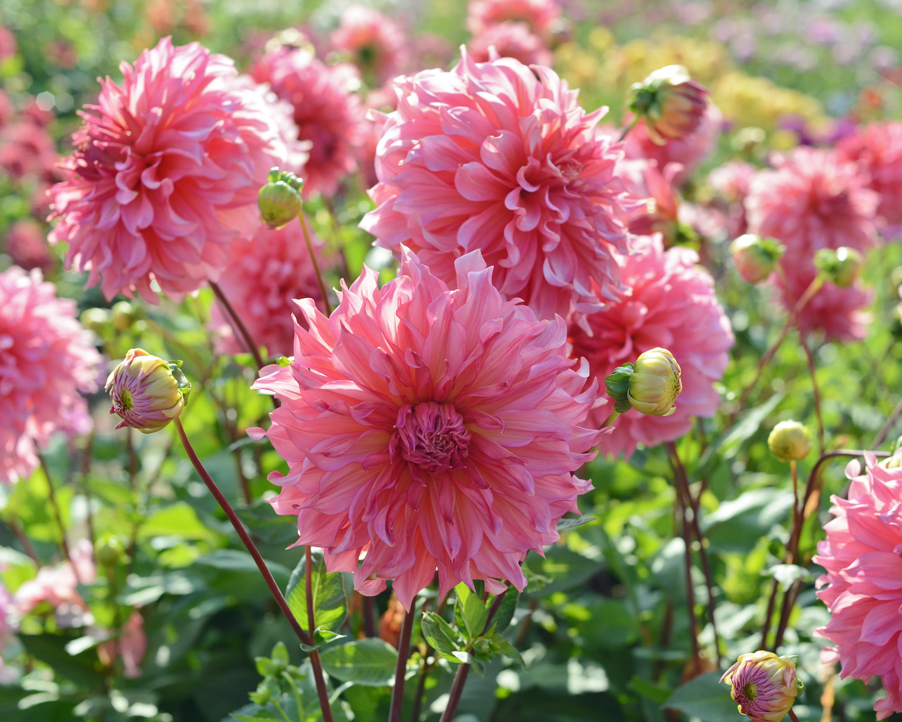 Dahlia 'Islander' - Image 4