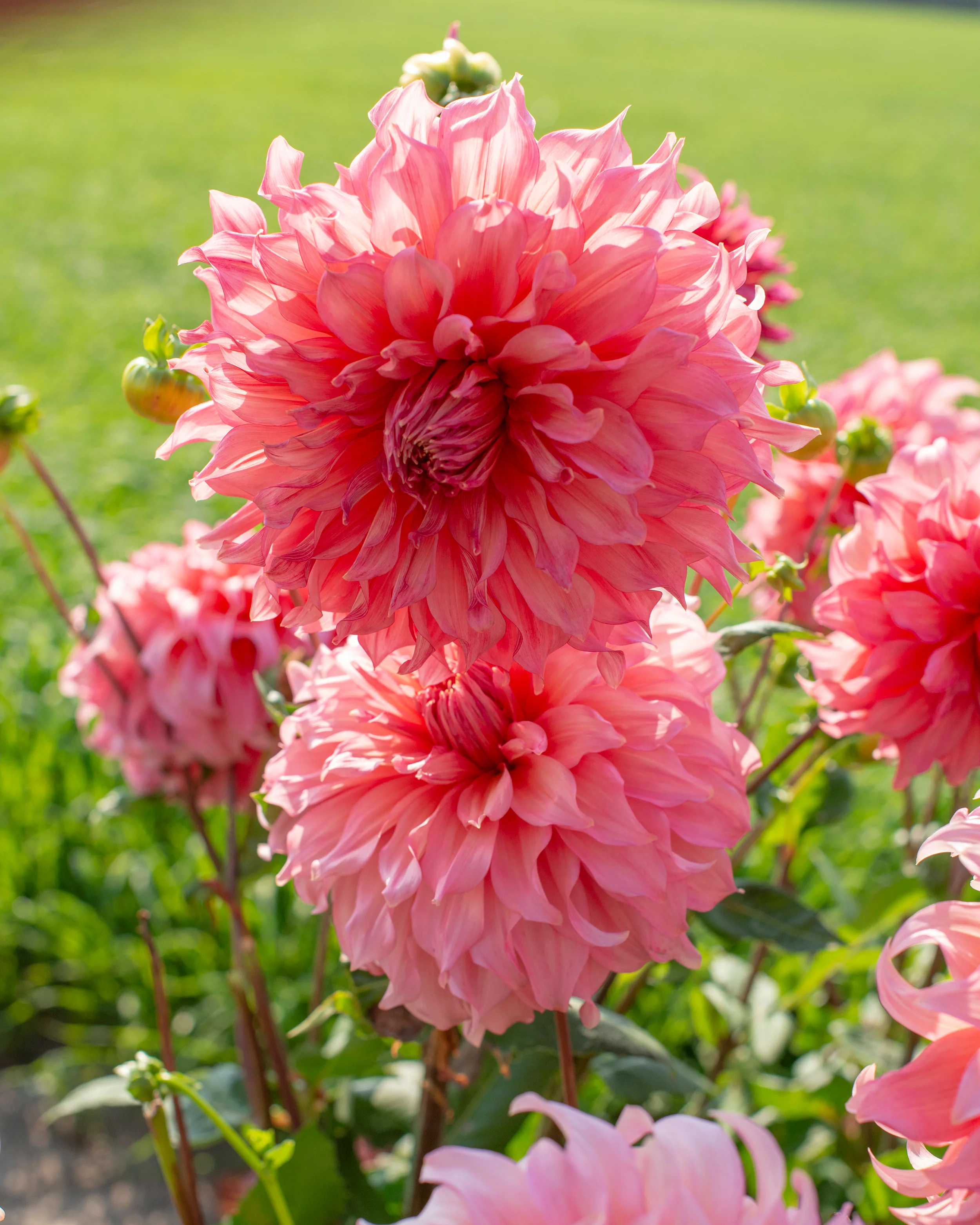 Dahlia 'Islander' - Image 5