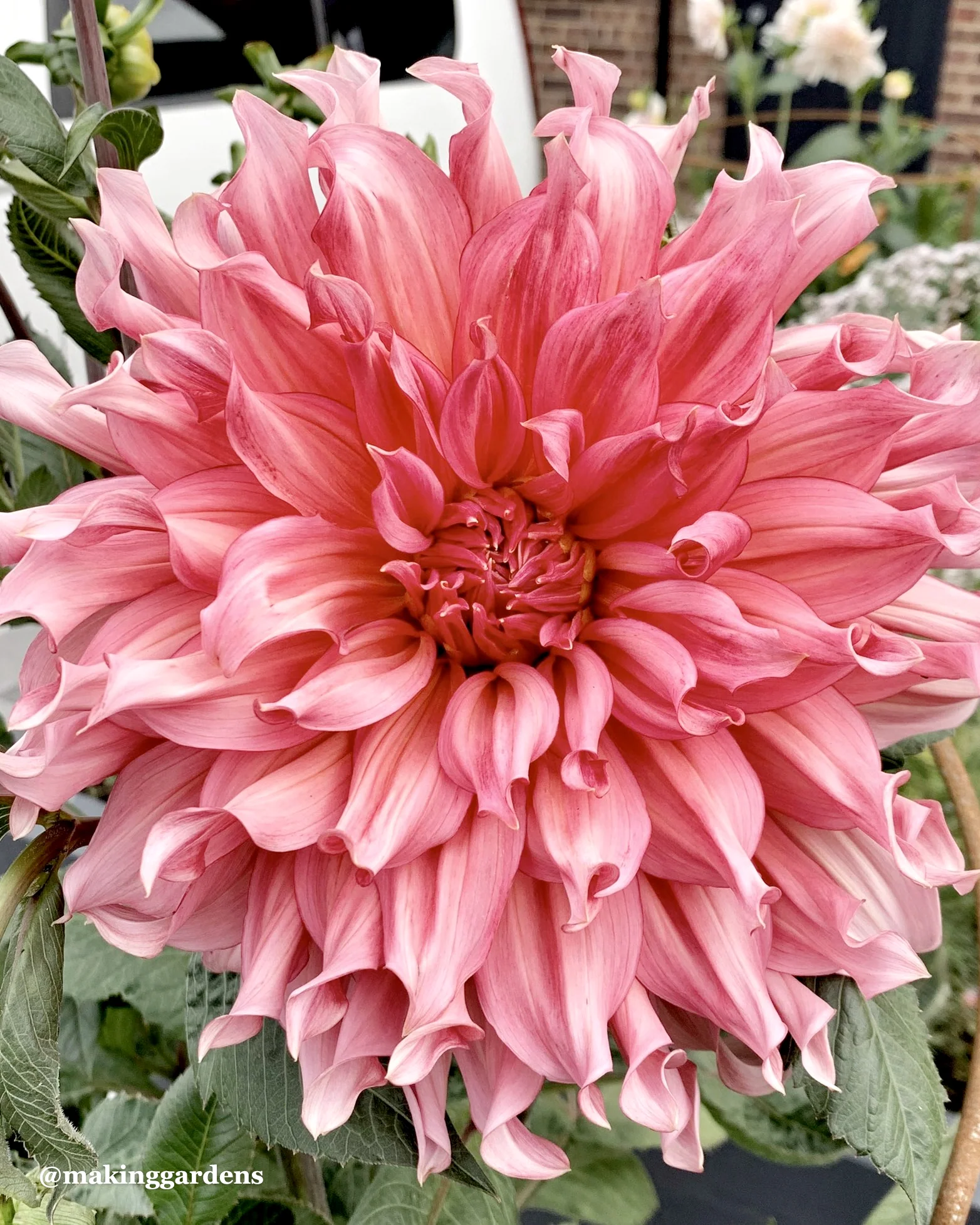 Dahlia 'Islander' - Image 7