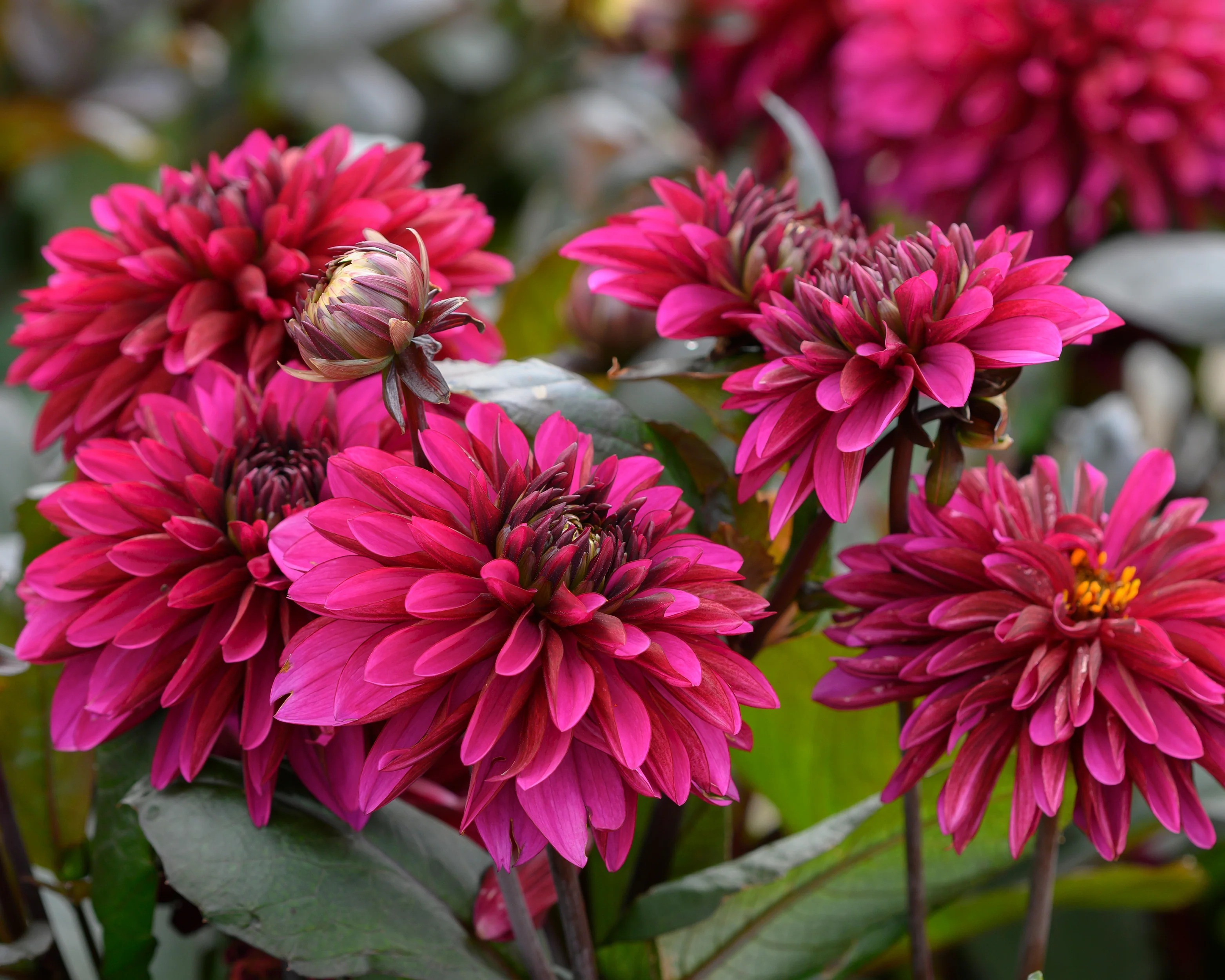 Dahlia 'Jennifer Mary Ellen' - Image 2