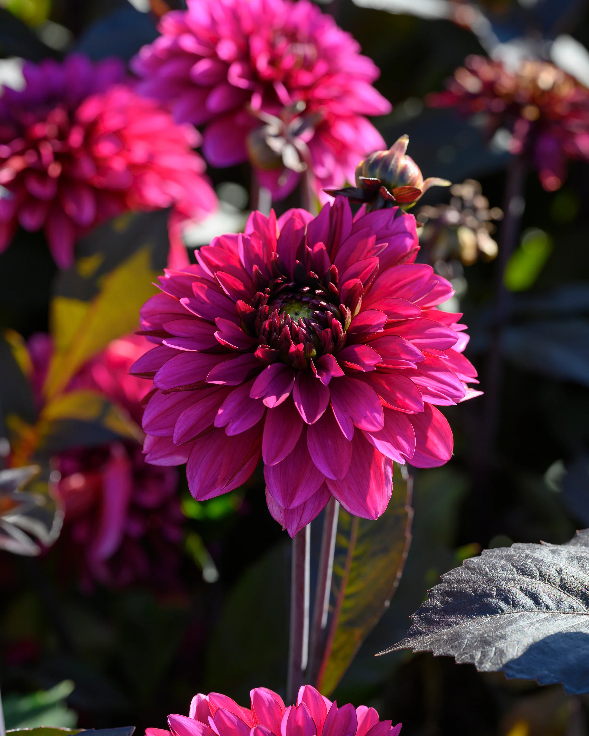 Dahlia 'Jennifer Mary Ellen' - Image 7