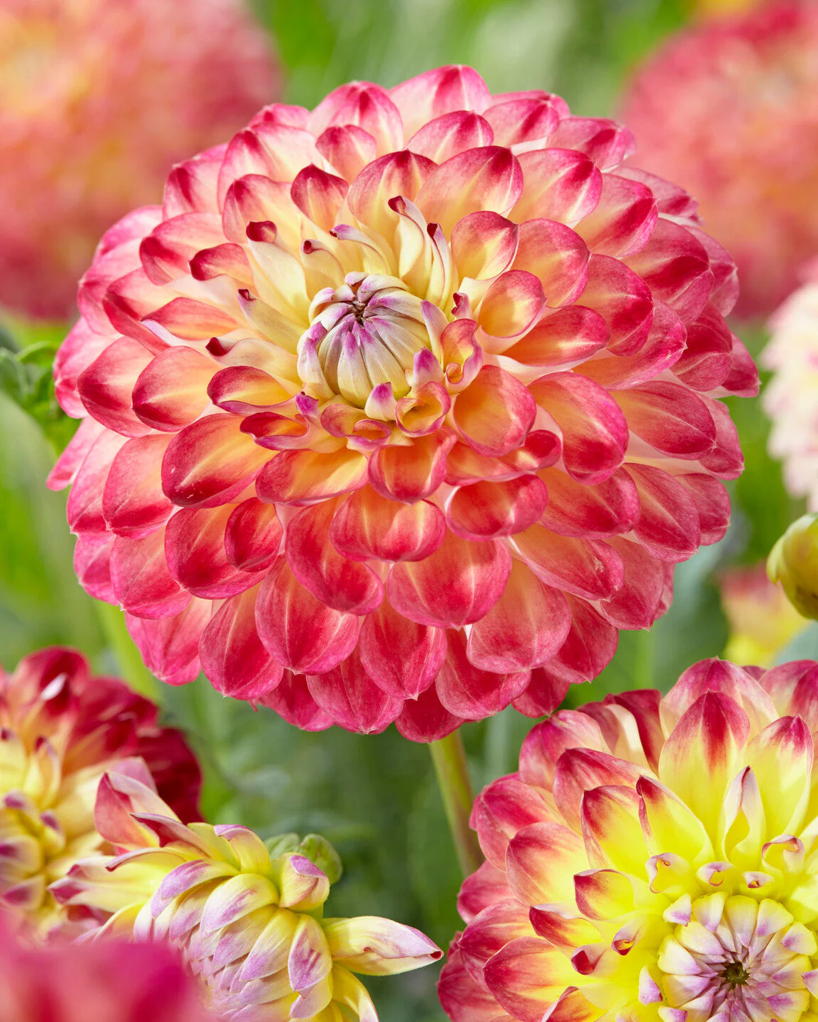 Dahlia 'Jowey Arenda'