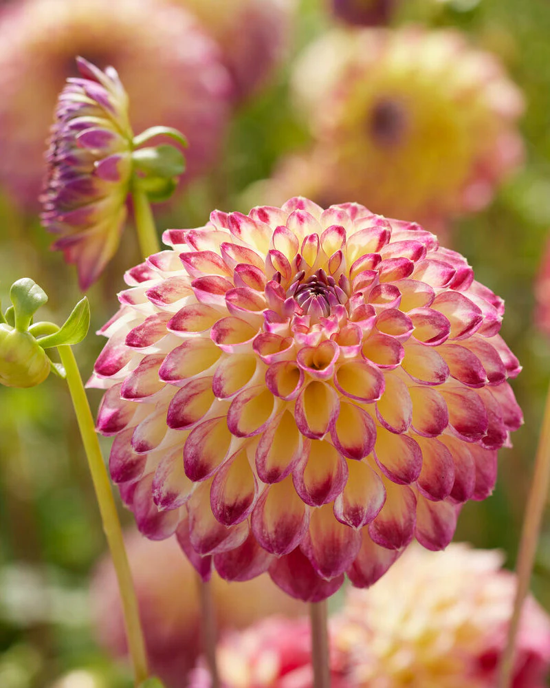 Dahlia 'Jowey Arenda' - Image 2