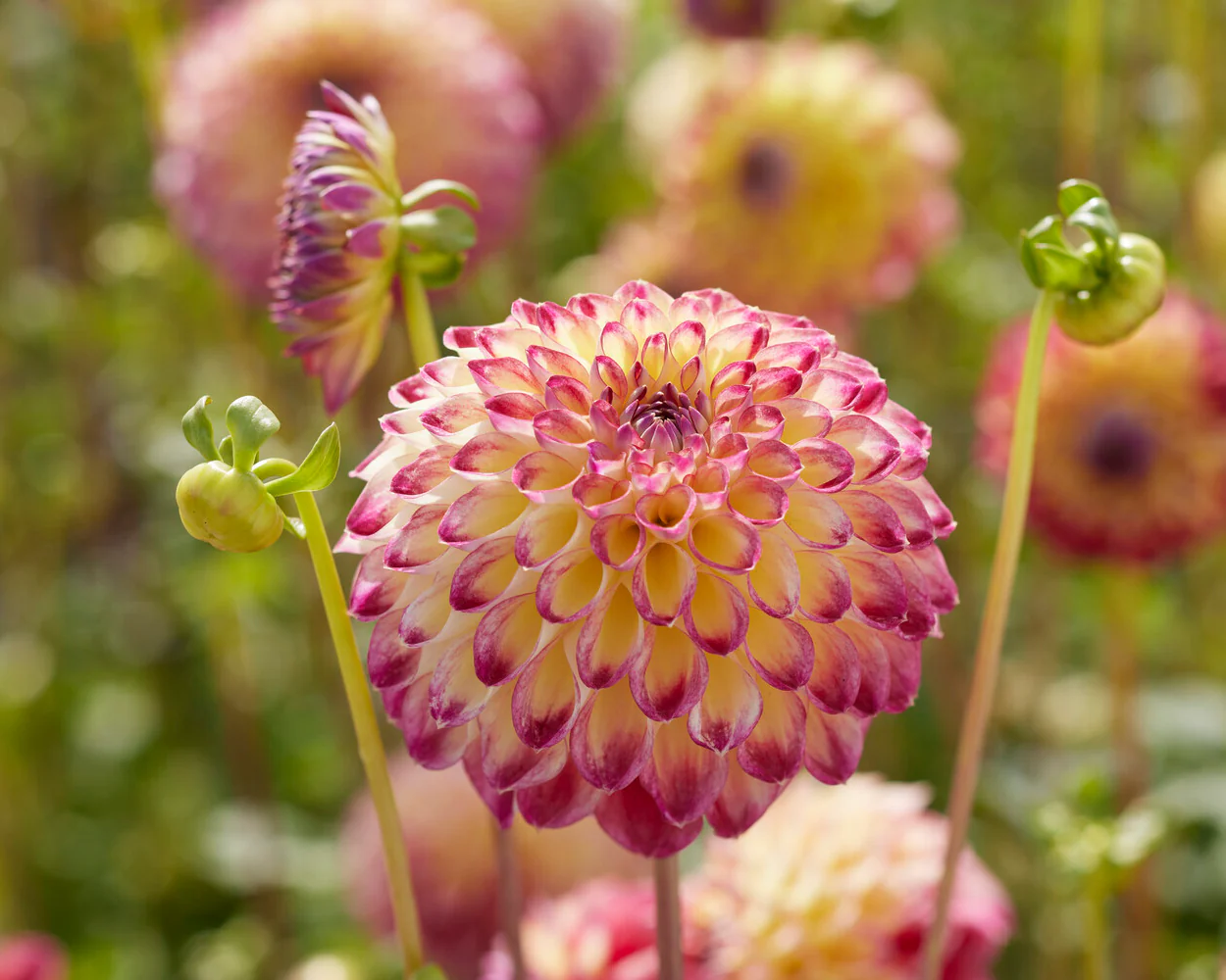 Dahlia 'Jowey Arenda' - Image 4