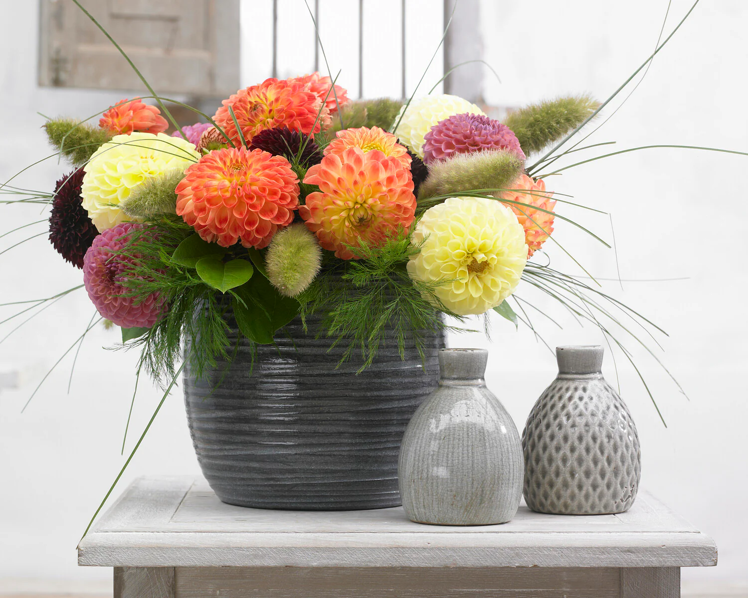 Dahlia 'Jowey Chantal' - Image 3