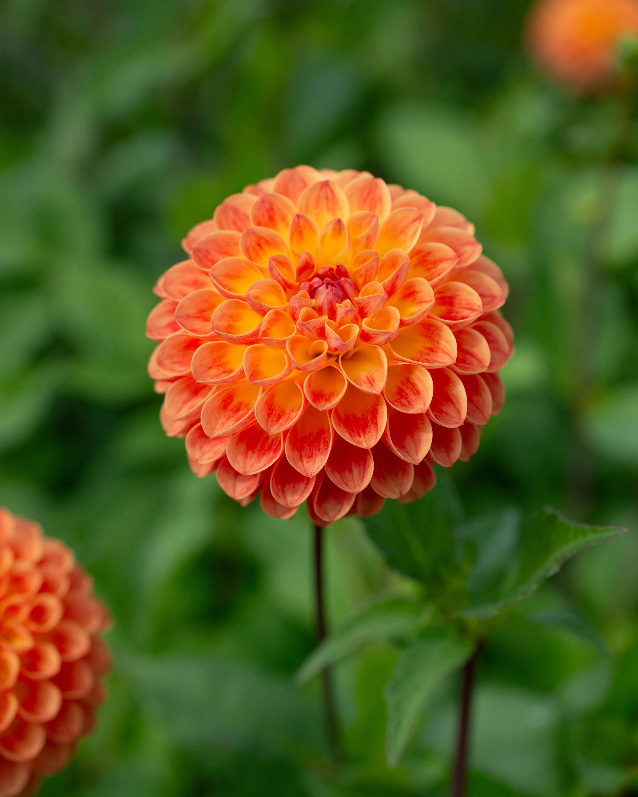 Dahlia 'Jowey Chantal' - Image 5
