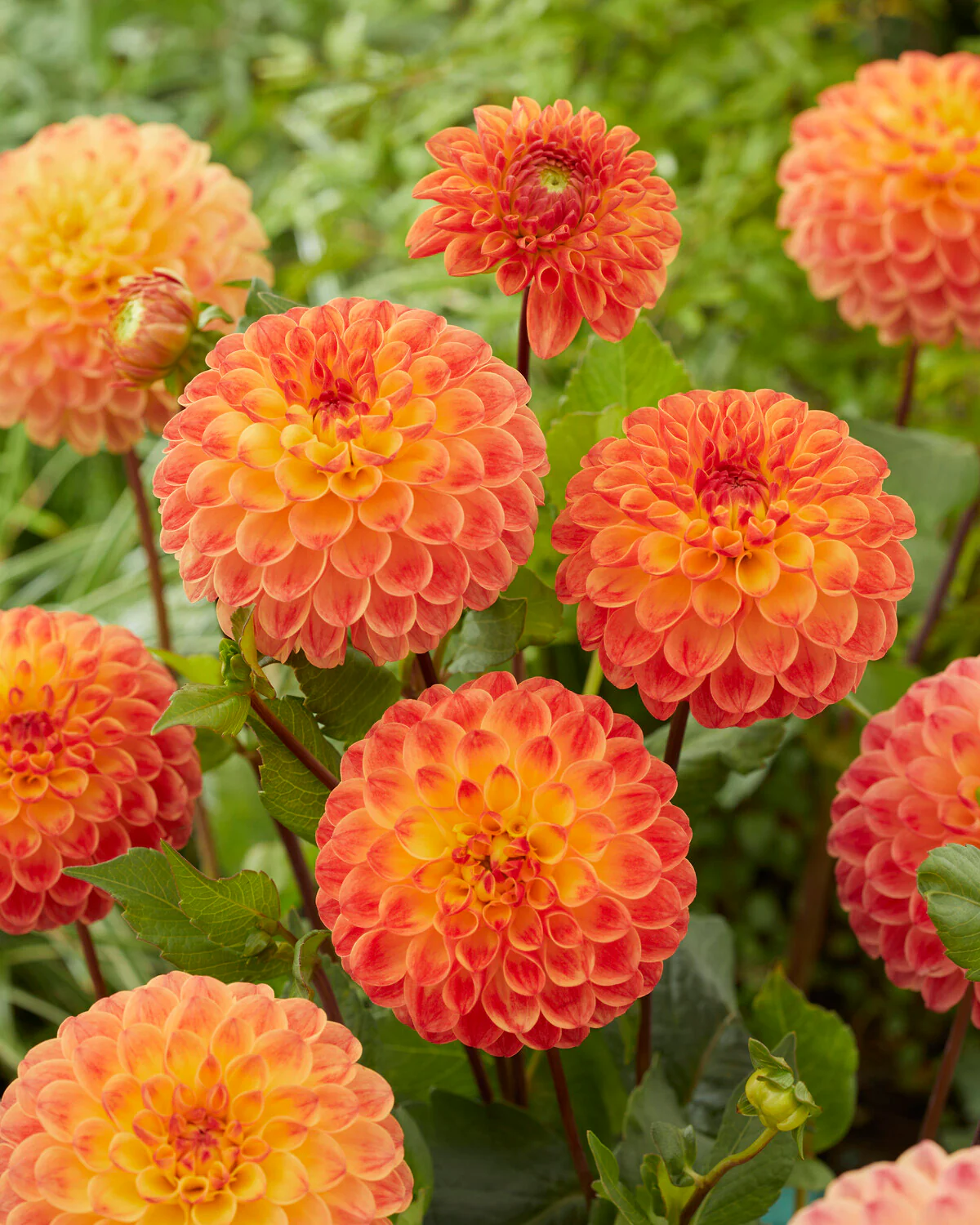 Dahlia 'Jowey Chantal' - Image 6