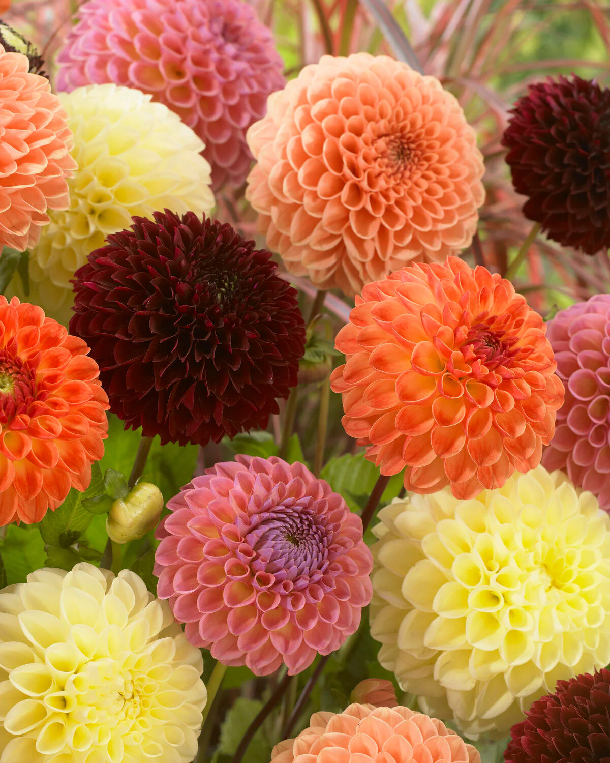 Dahlia 'Jowey Chantal' - Image 7
