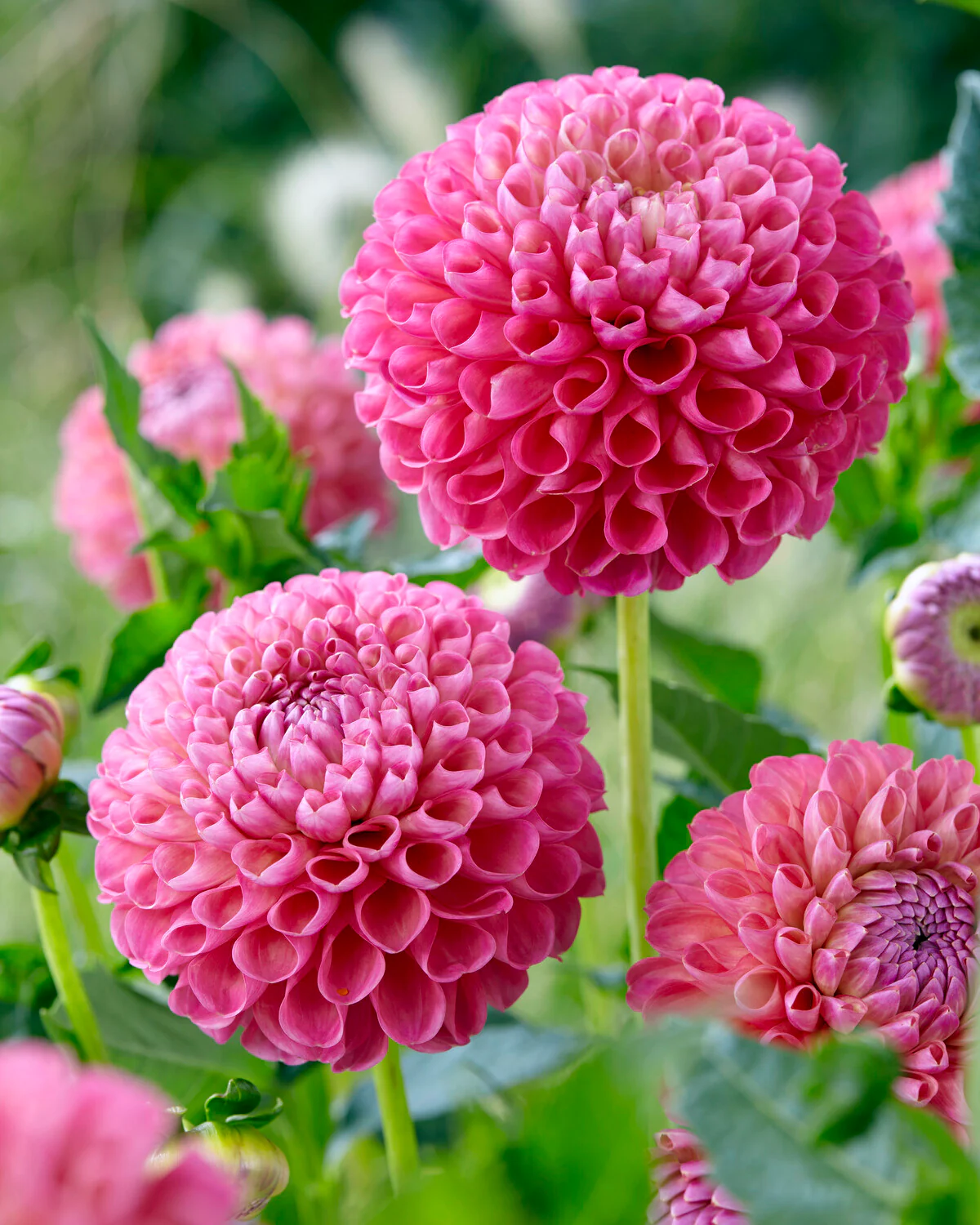 Dahlia 'Jowey Frambo' - Image 2