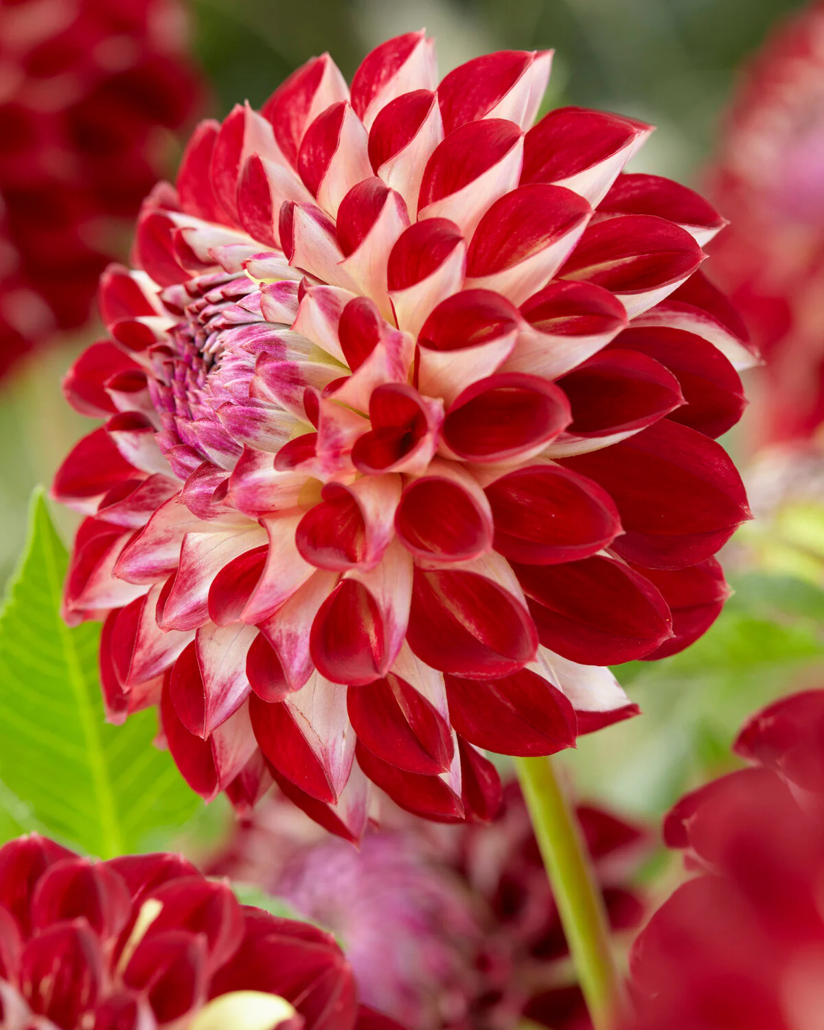 Dahlia 'Jowey Joshua' - Image 2
