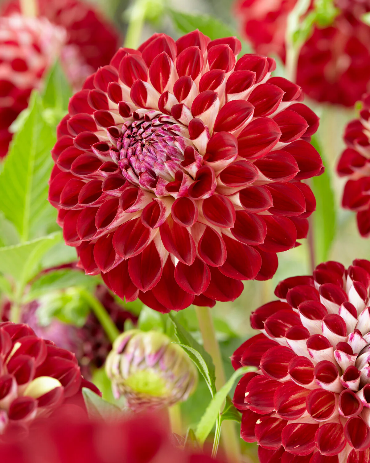 Dahlia 'Jowey Joshua' - Image 5