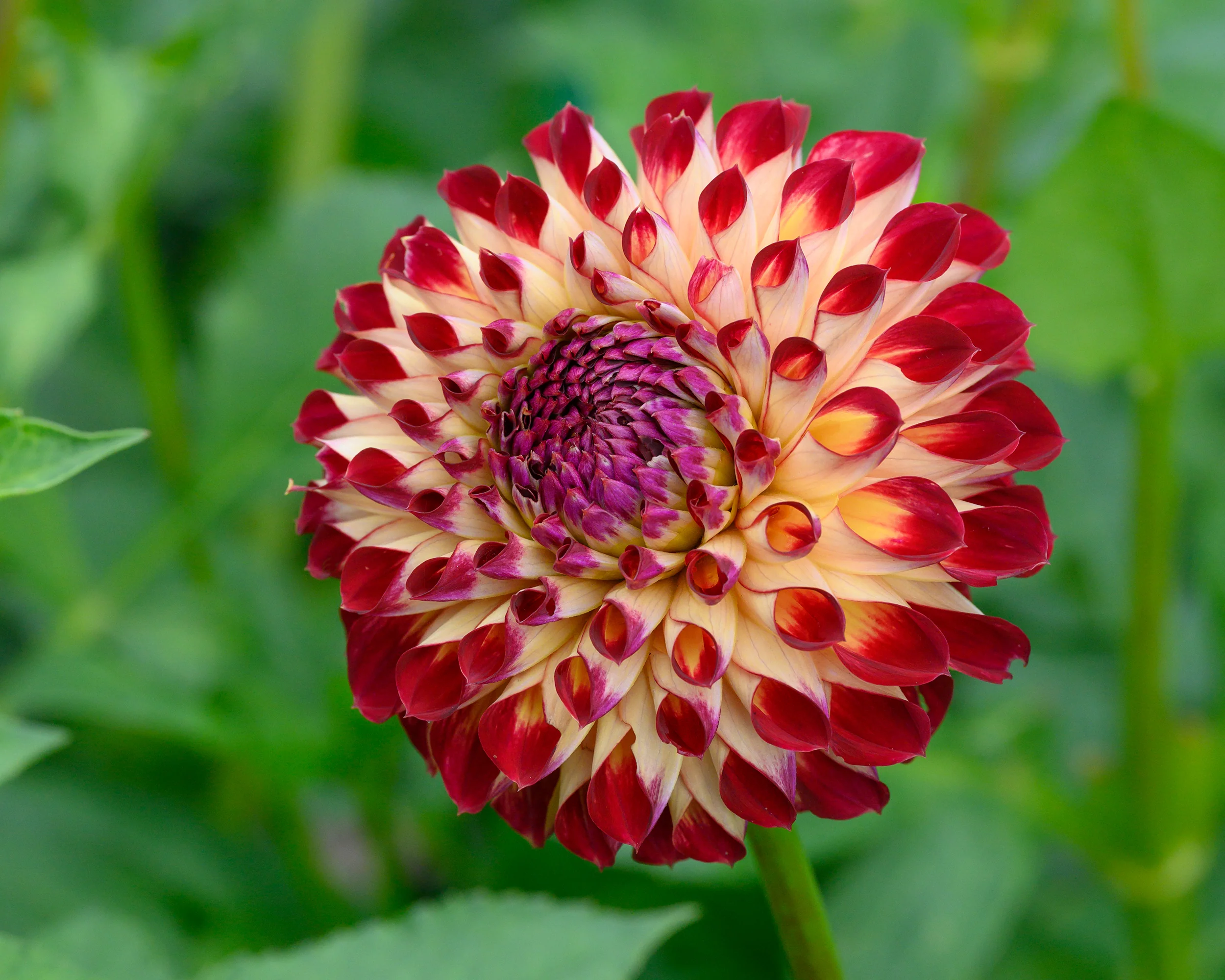 Dahlia 'Jowey Joshua' - Image 8