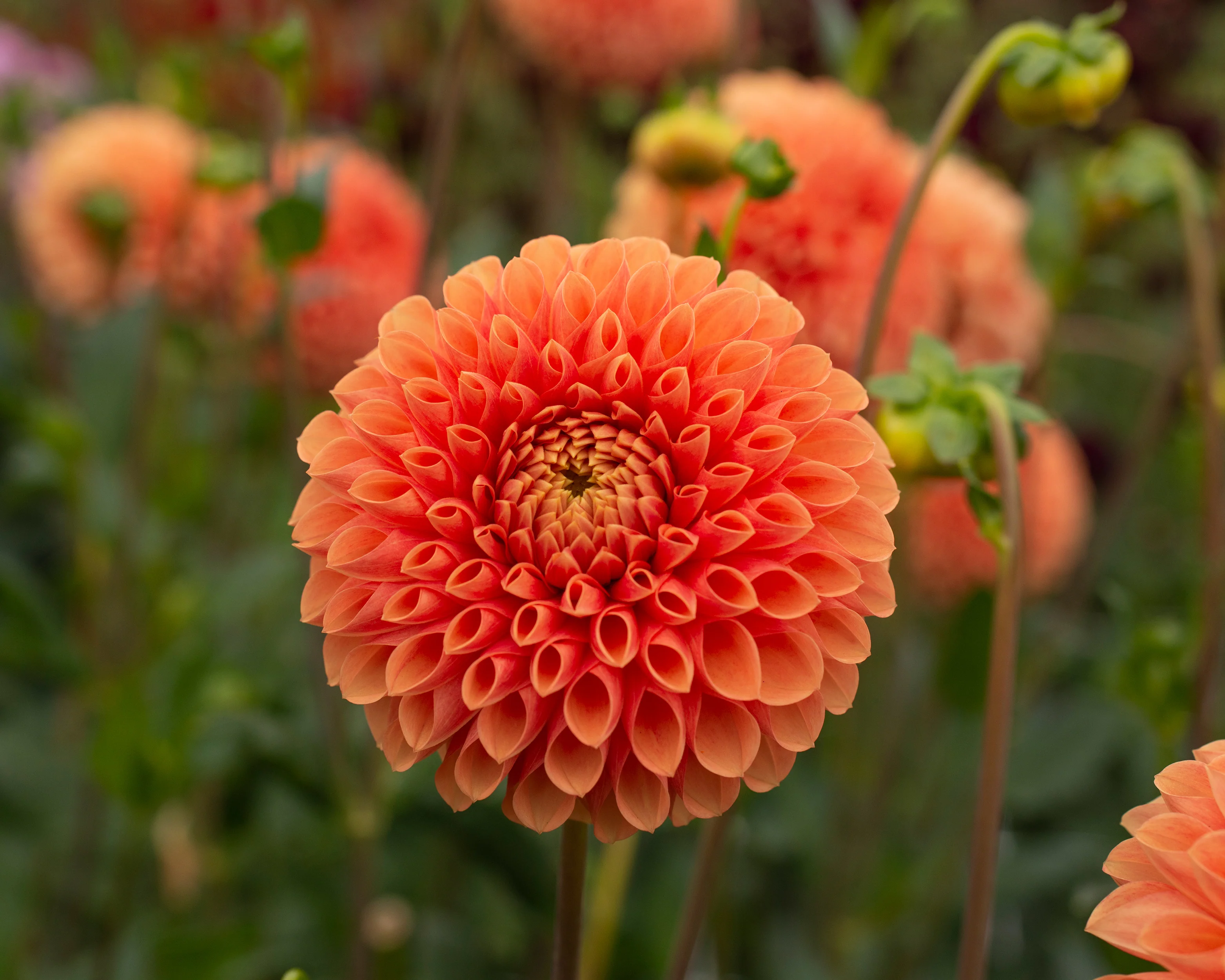 Dahlia 'Jowey Linda' - Image 3