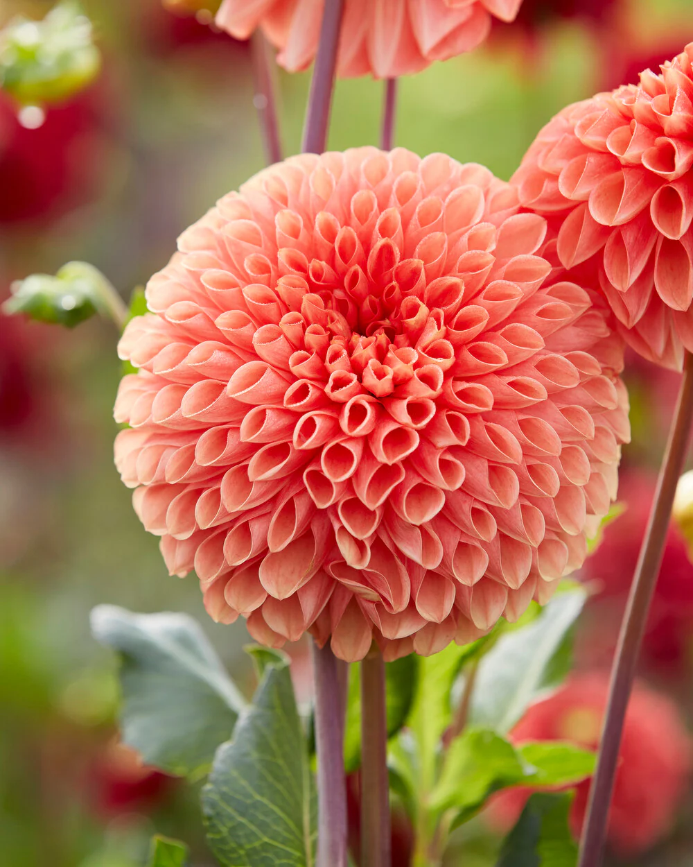Dahlia 'Jowey Linda' - Image 6
