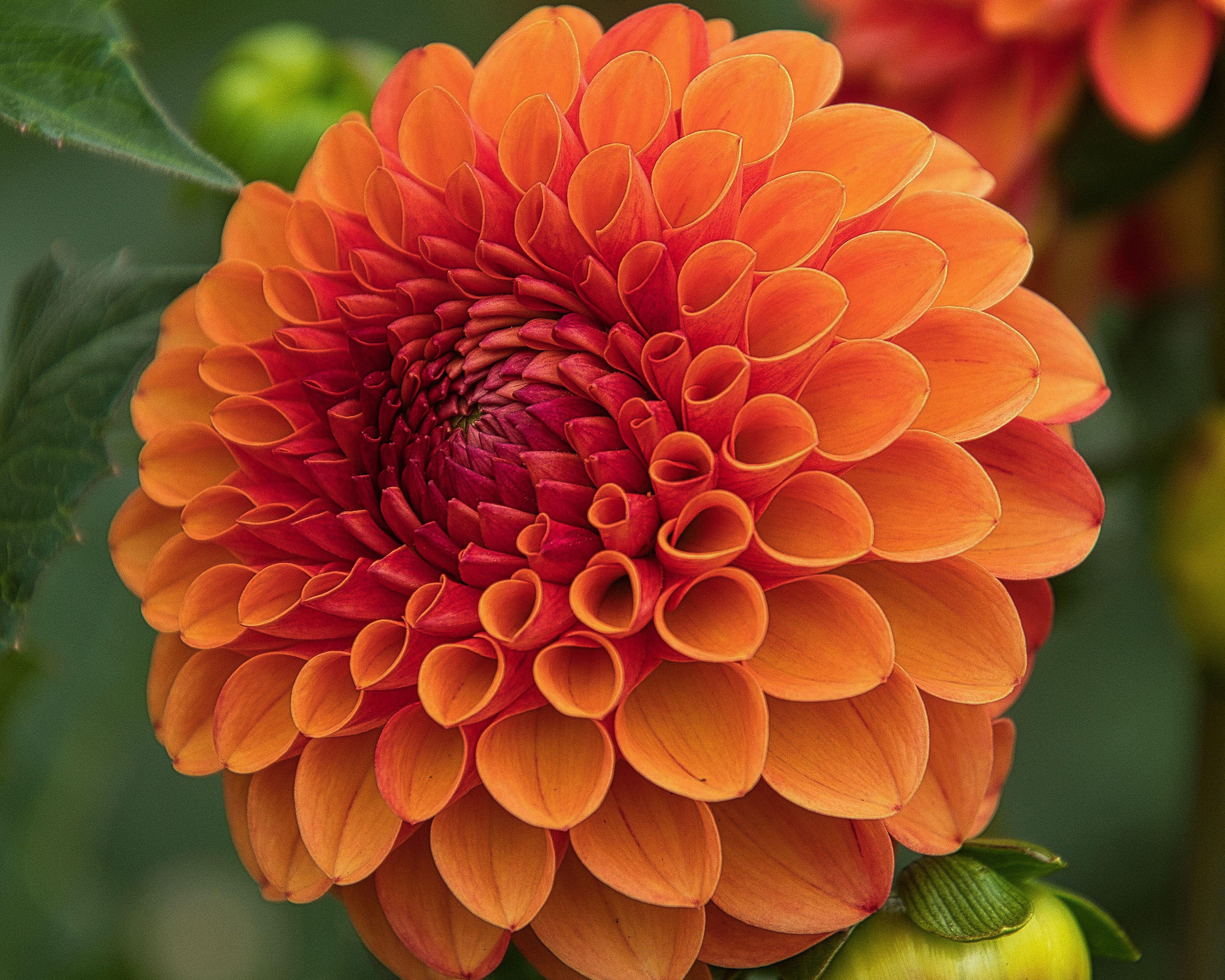 Dahlia 'Jowey Linda' - Image 7