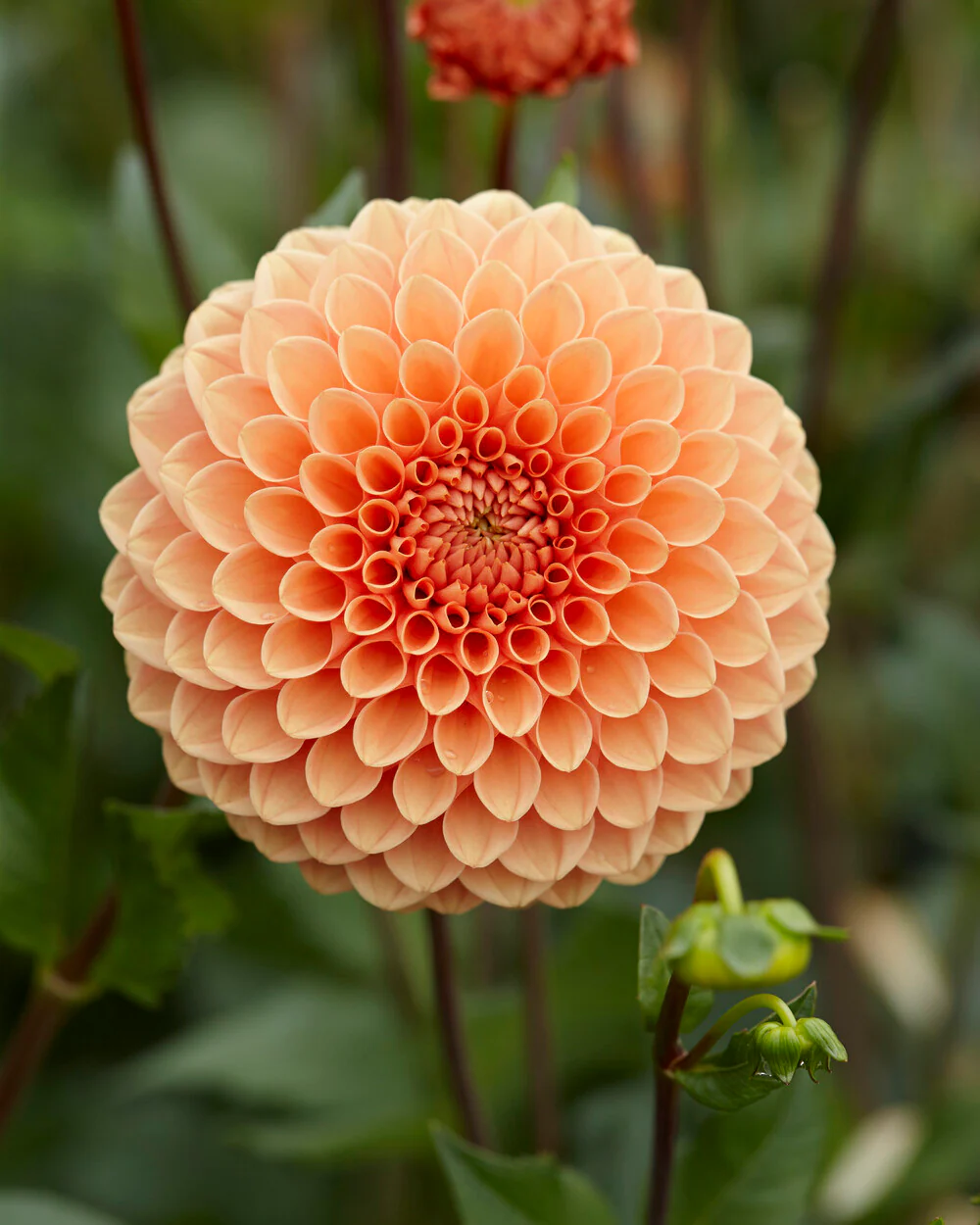 Dahlia 'Jowey Nicky' - Image 3
