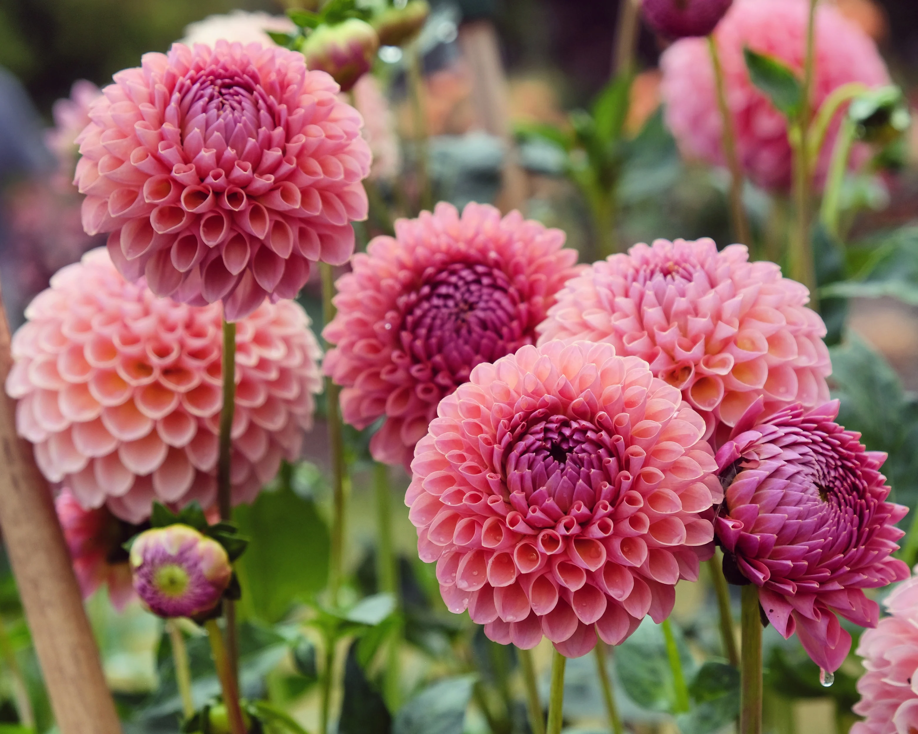 Dahlia 'Jowey Winnie' - Image 11