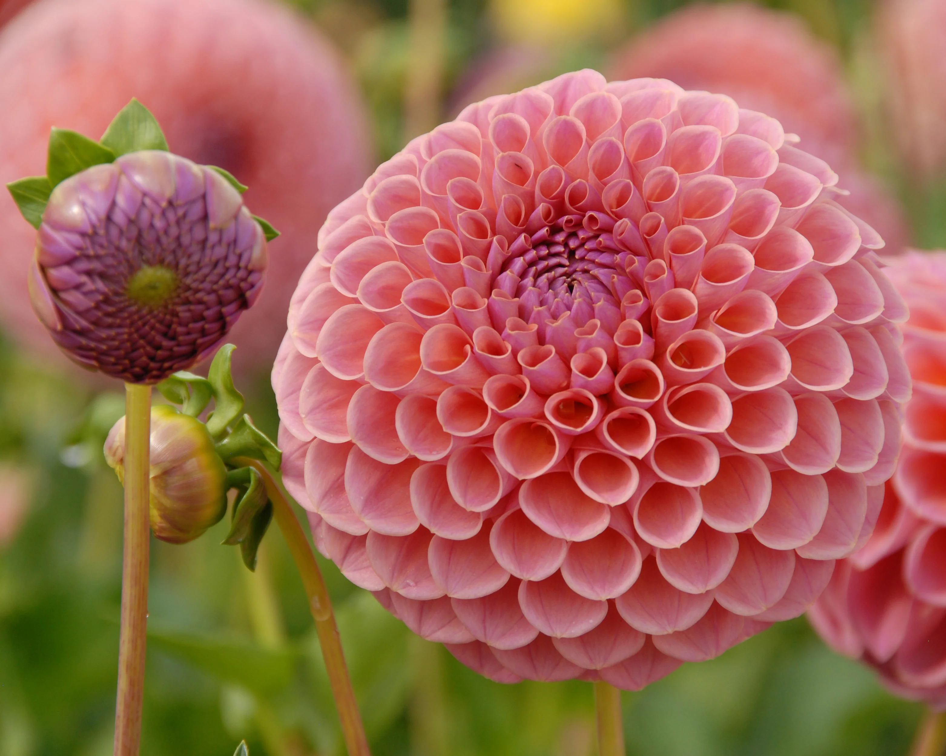 Dahlia 'Jowey Winnie' - Image 3