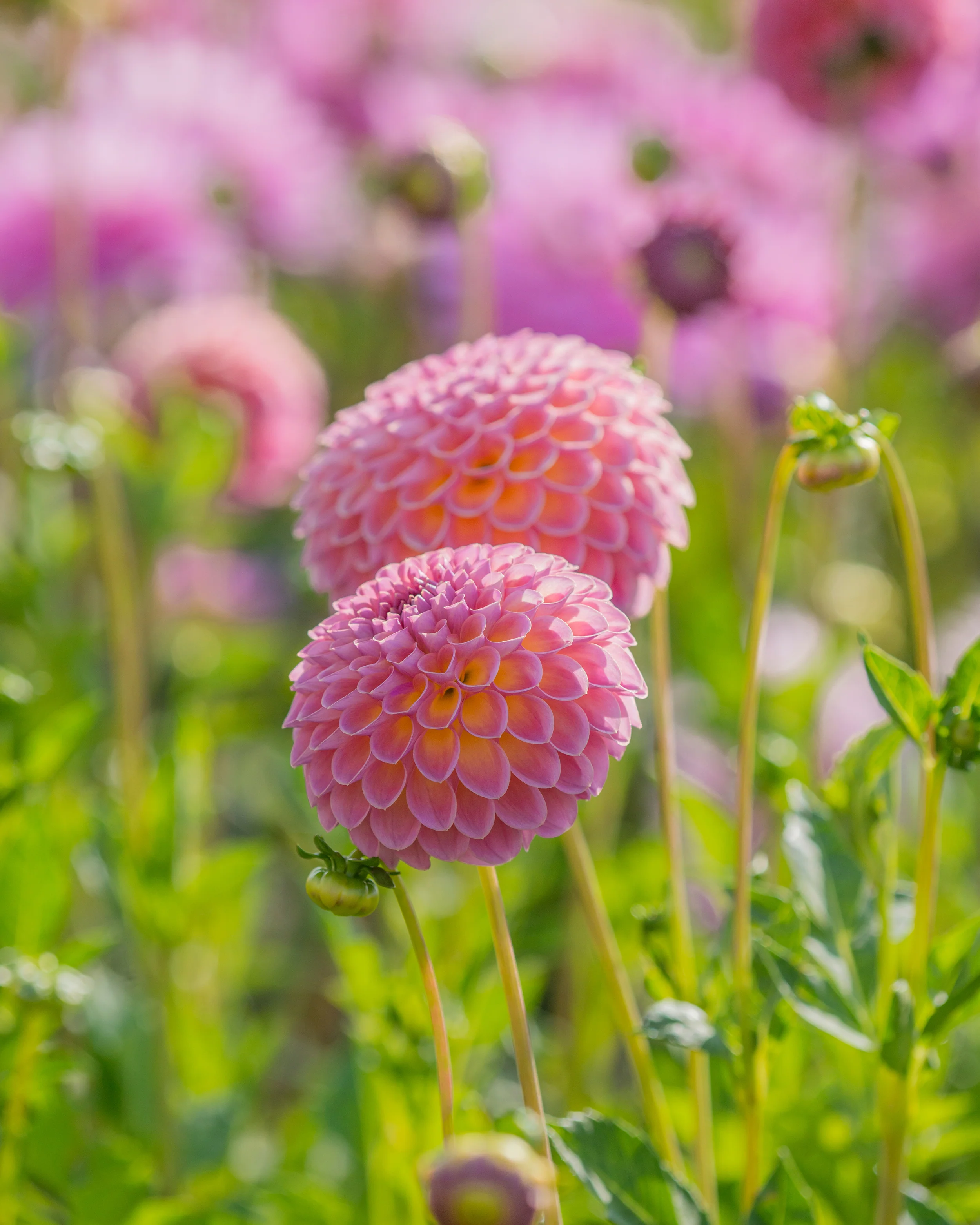 Dahlia 'Jowey Winnie' - Image 4