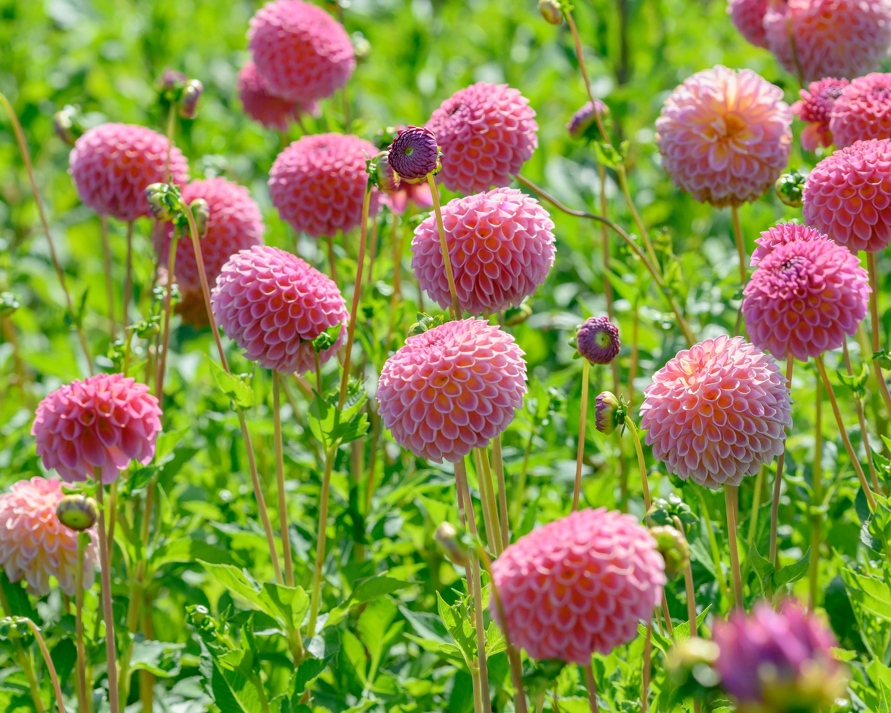 Dahlia 'Jowey Winnie' - Image 7