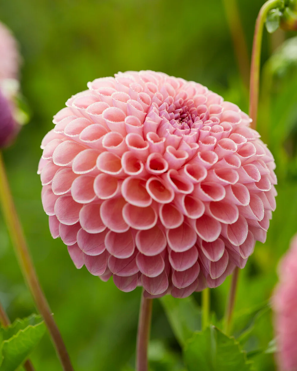 Dahlia 'Jowey Winnie' - Image 8