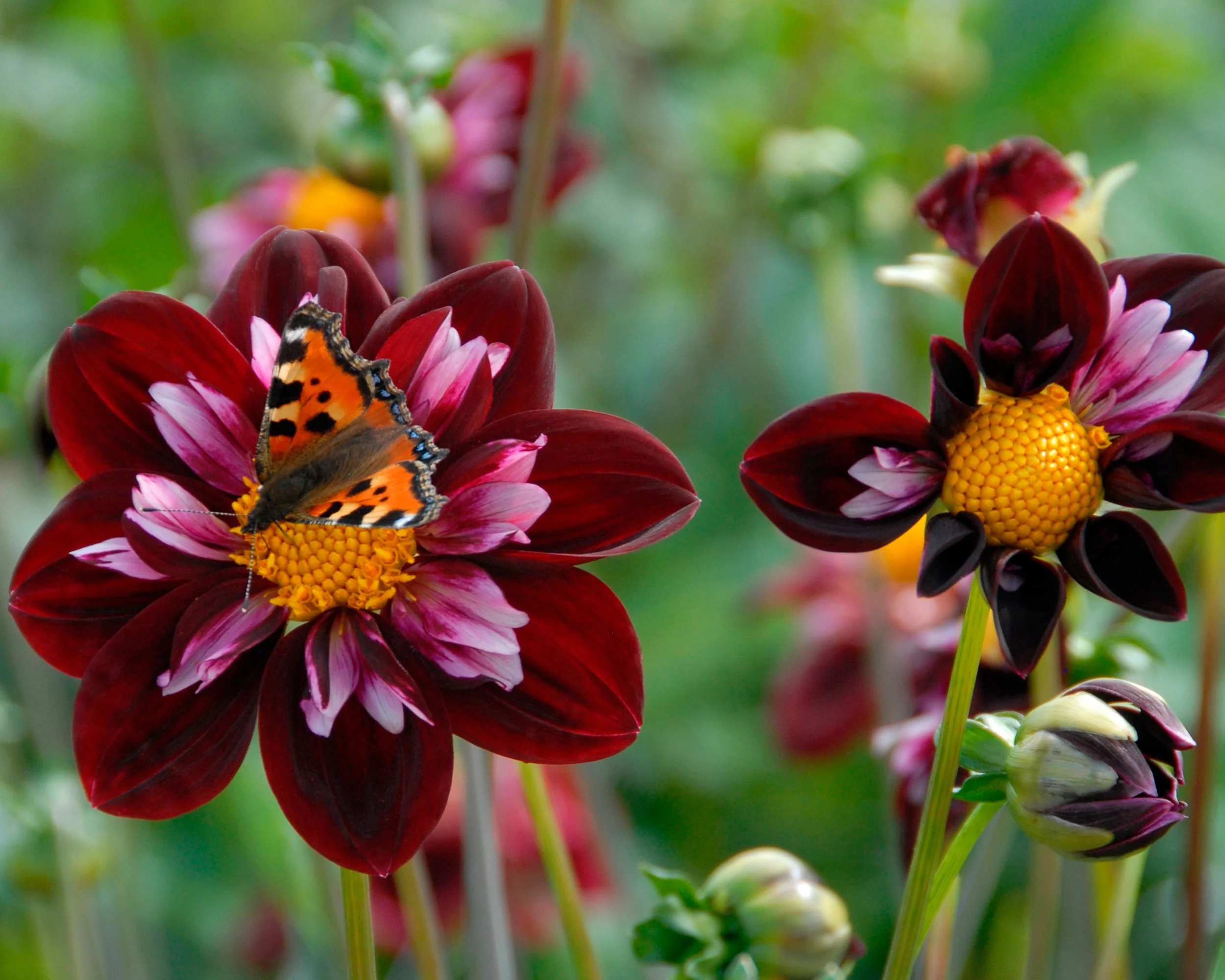 Dahlia 'Joyful Investment' - Image 2