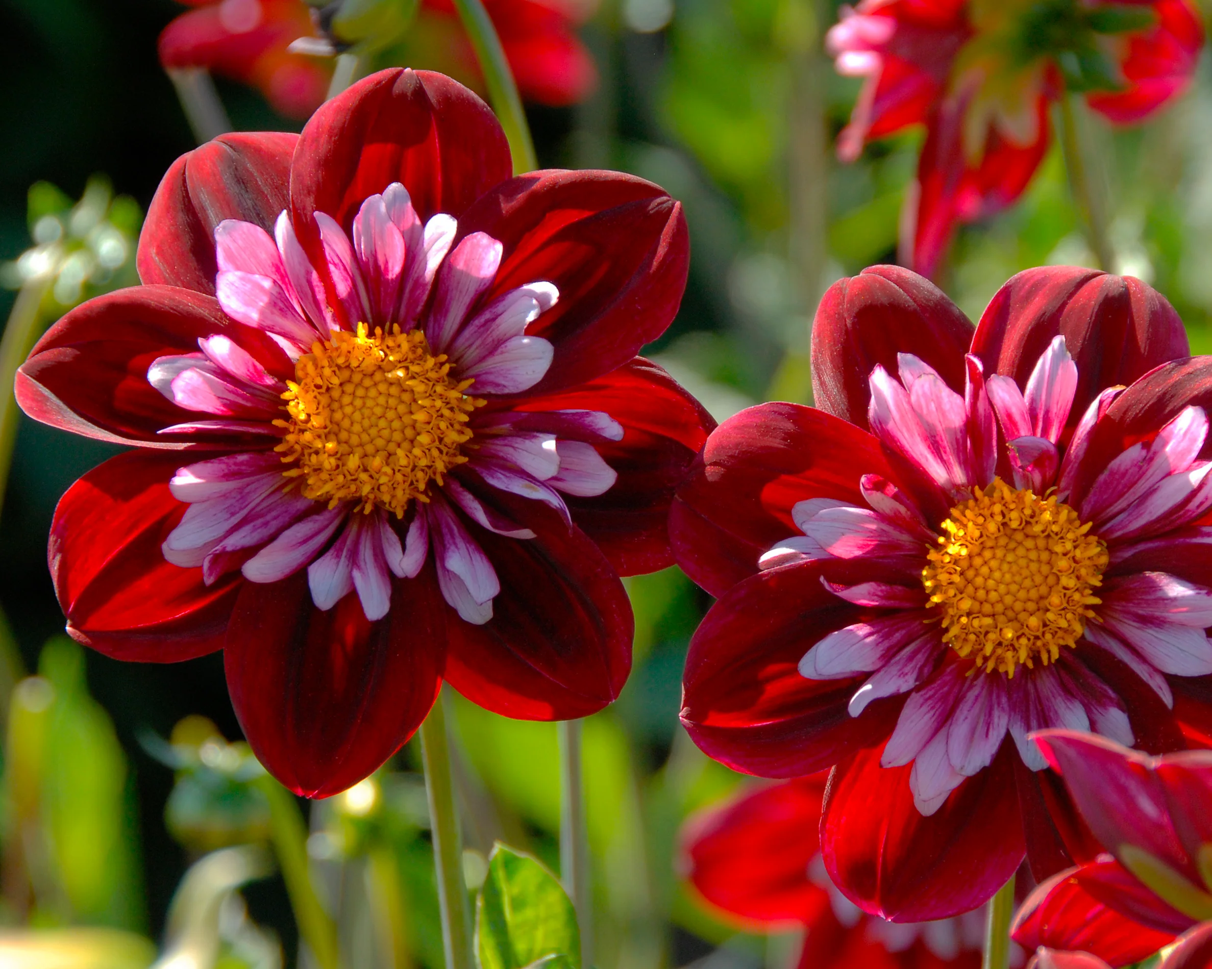 Dahlia 'Joyful Investment' - Image 3