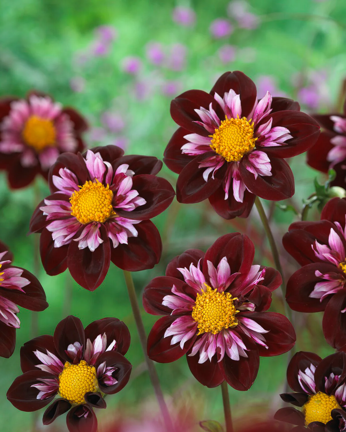 Dahlia 'Joyful Investment' - Image 4