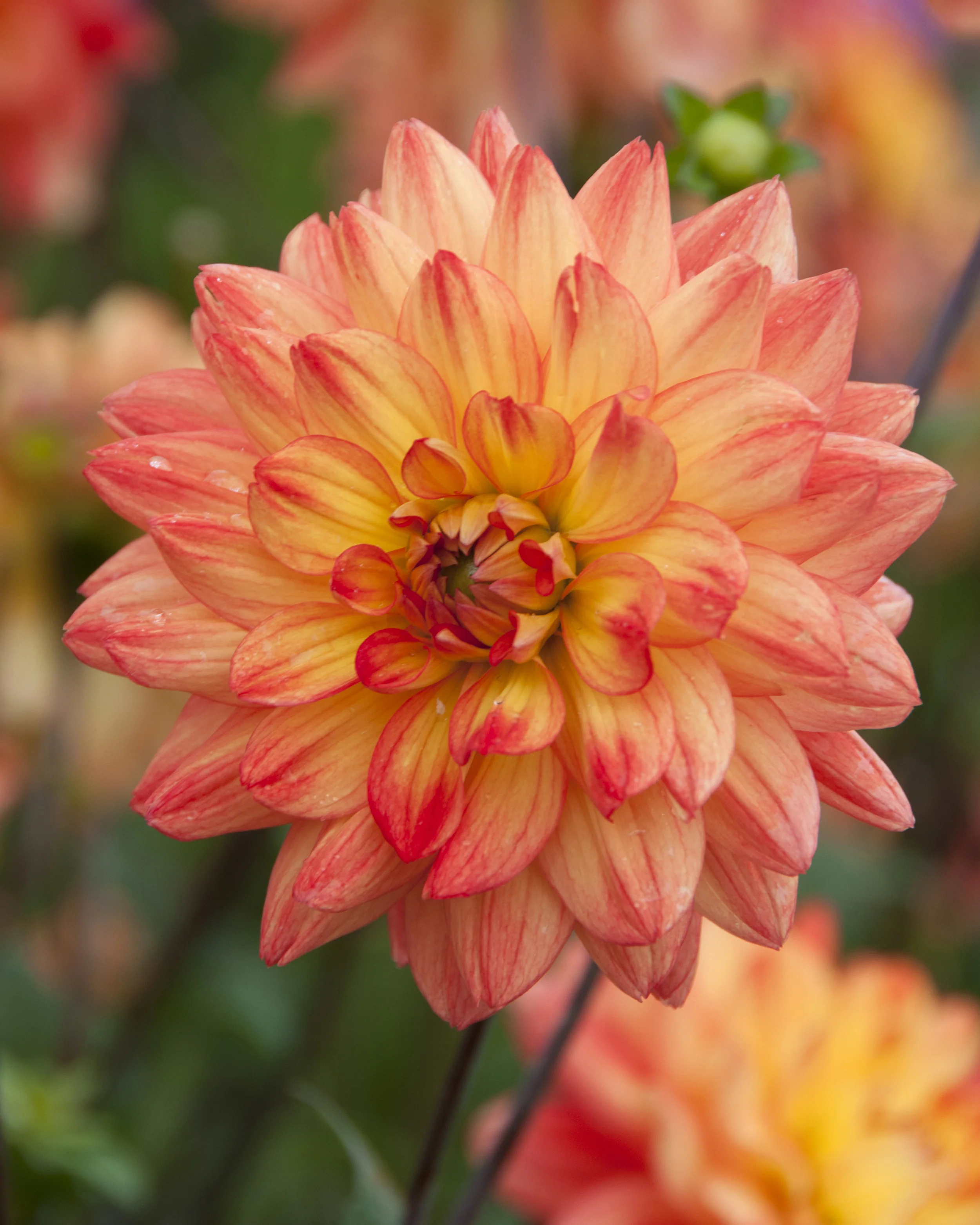 Dahlia 'Karma Fiesta' - Image 3