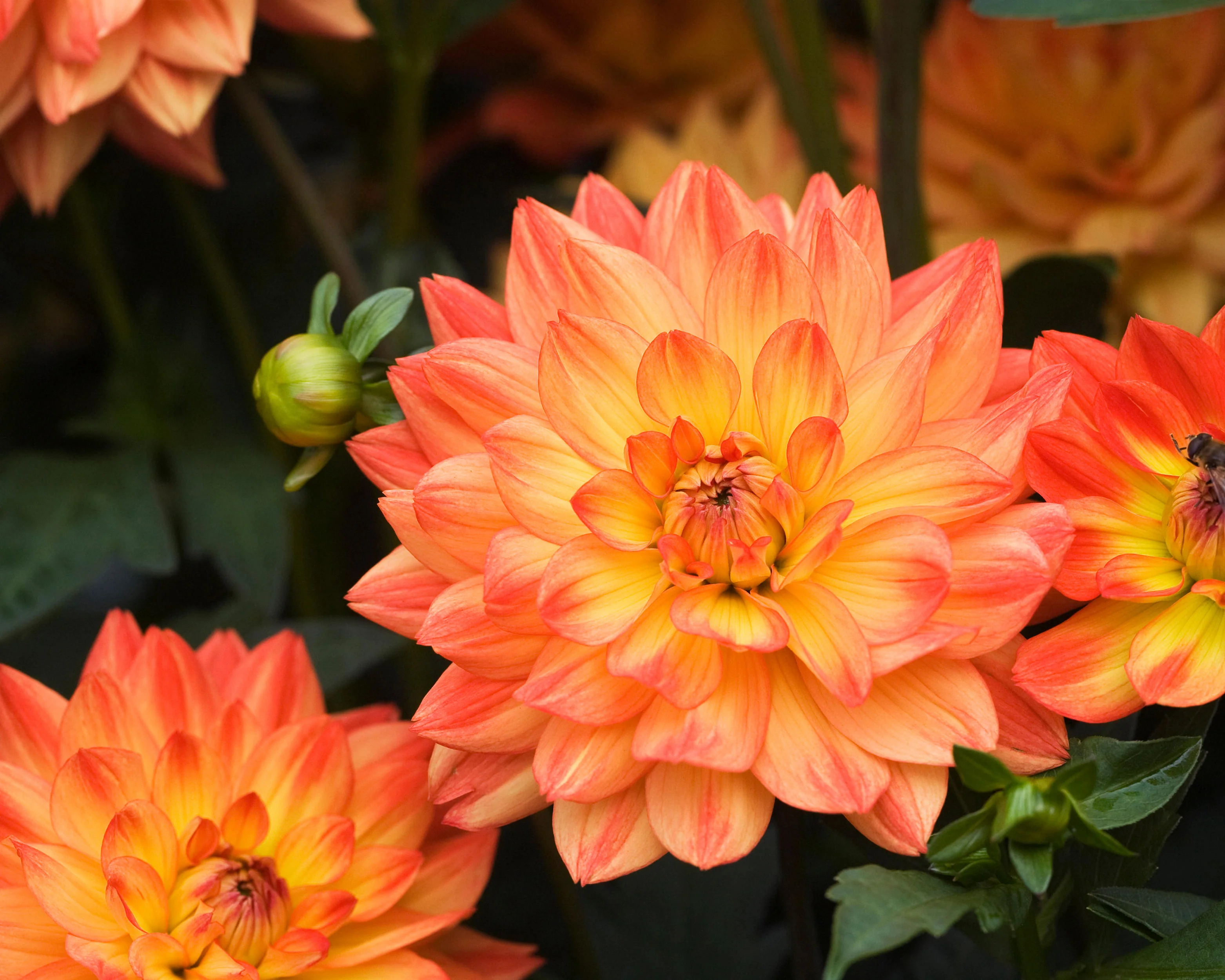 Dahlia 'Karma Fiesta' - Image 4
