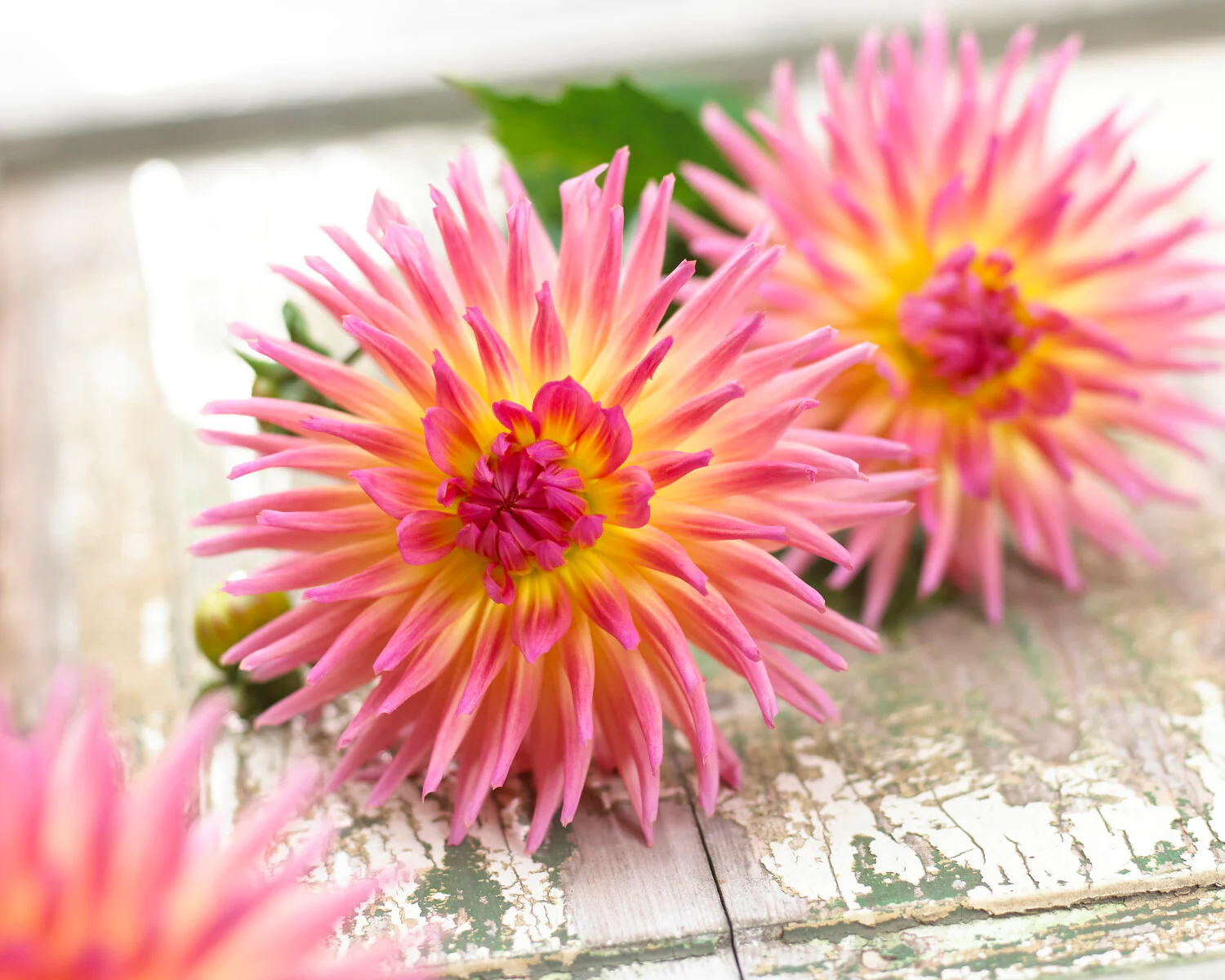 Dahlia 'Karma Sangria' - Image 10